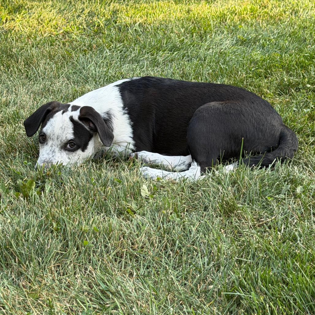 Oceania, a Adoptable mixed breed in Crystal, MN image 2/6