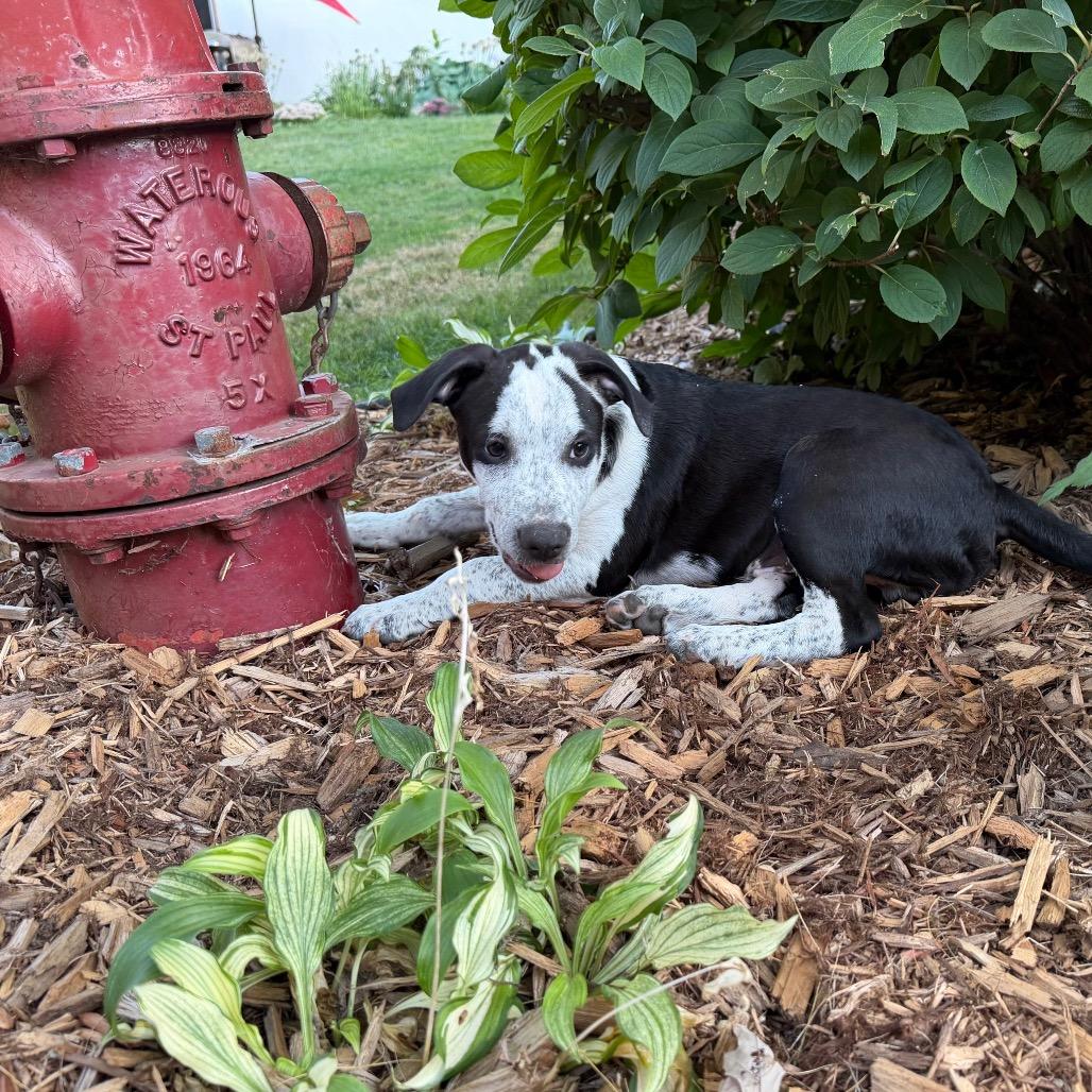 Oceania, a Adoptable mixed breed in Crystal, MN image 3/6