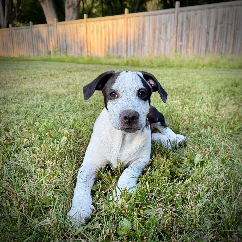 Oceania, a Adoptable mixed breed in Crystal, MN image 4/6