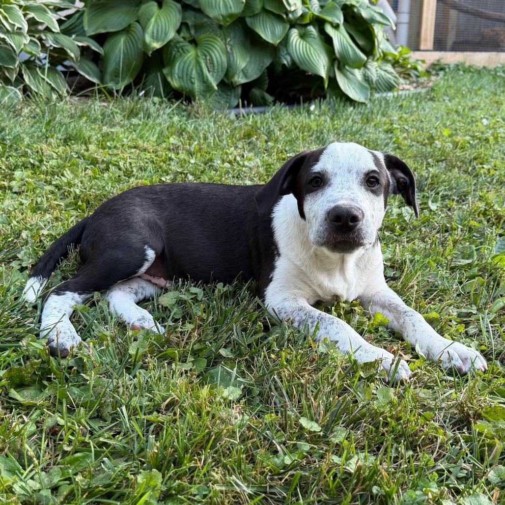 Oceania, a Adoptable mixed breed in Crystal, MN image 5/6