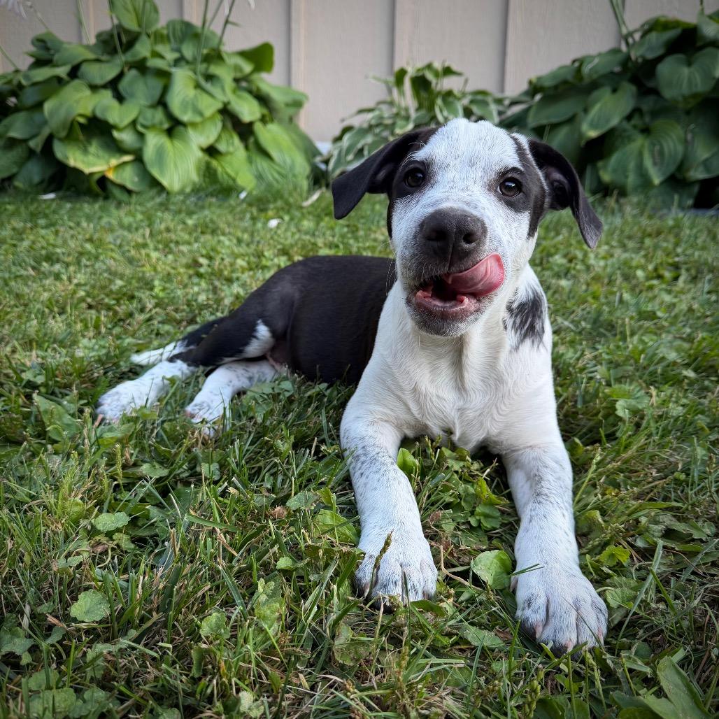 Enlarge Oceania, a Adoptable mixed breed in Crystal, MN image 5/6