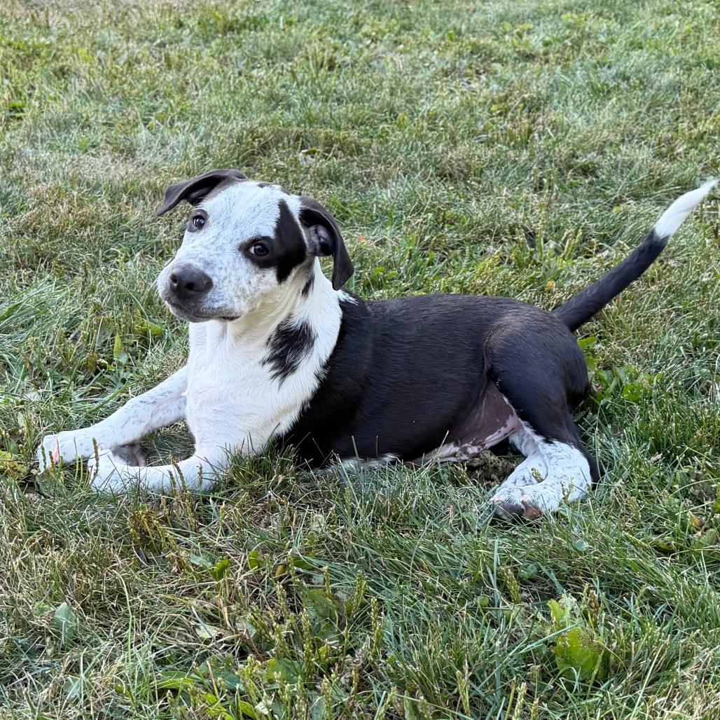Oceania, a Adoptable mixed breed in Crystal, MN image 6/6