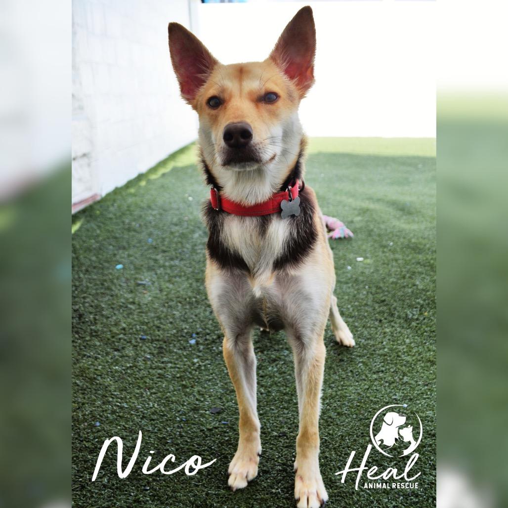 Nico, Adoptable, Young Male Mixed Breed.