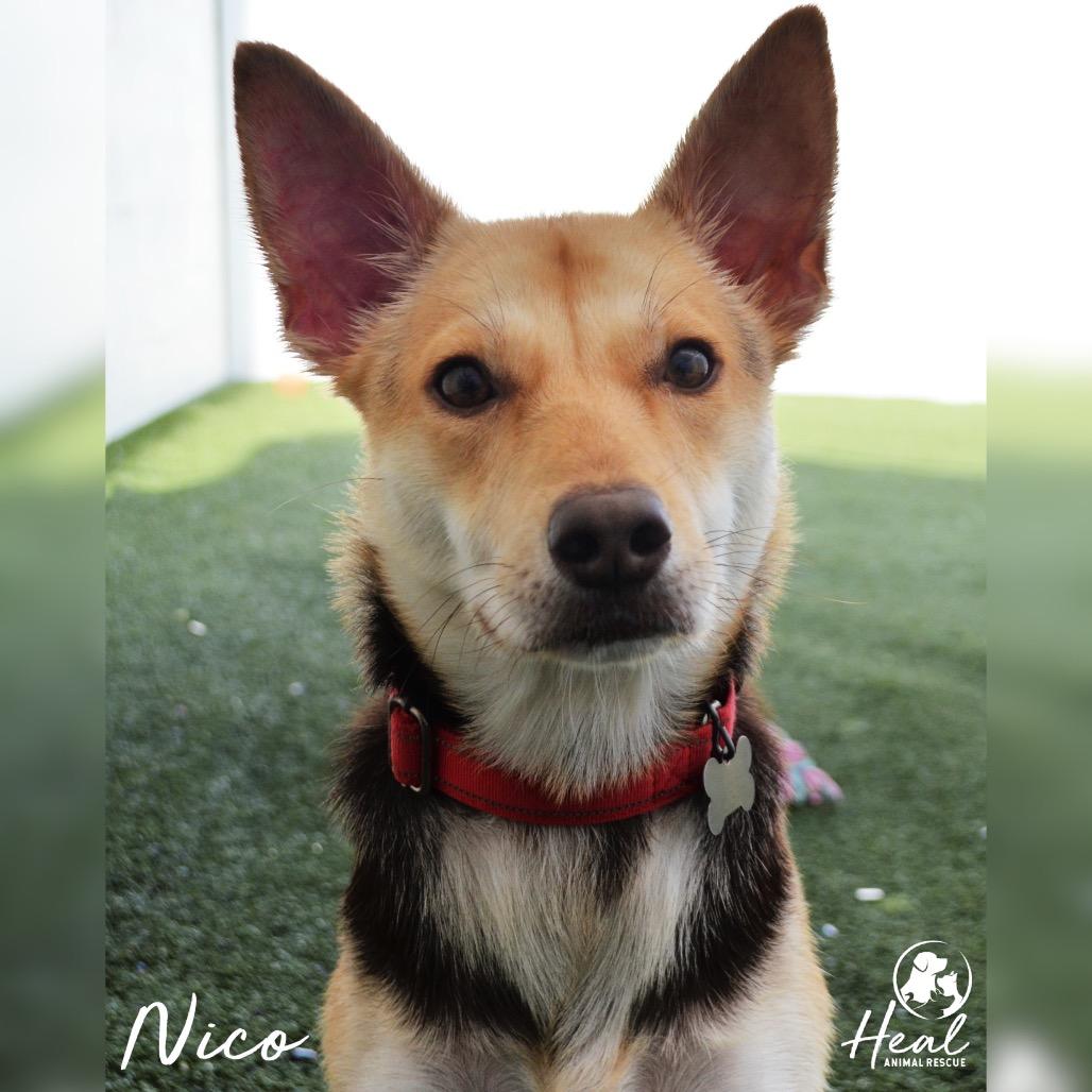 Nico, a Adoptable Mixed Breed image 2/4