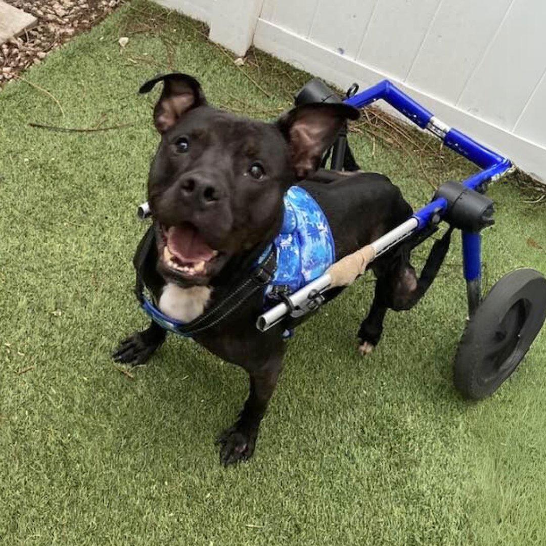 Kelly Clarkson, a Adoptable Terrier in Pompano Beach, FL image 1/3