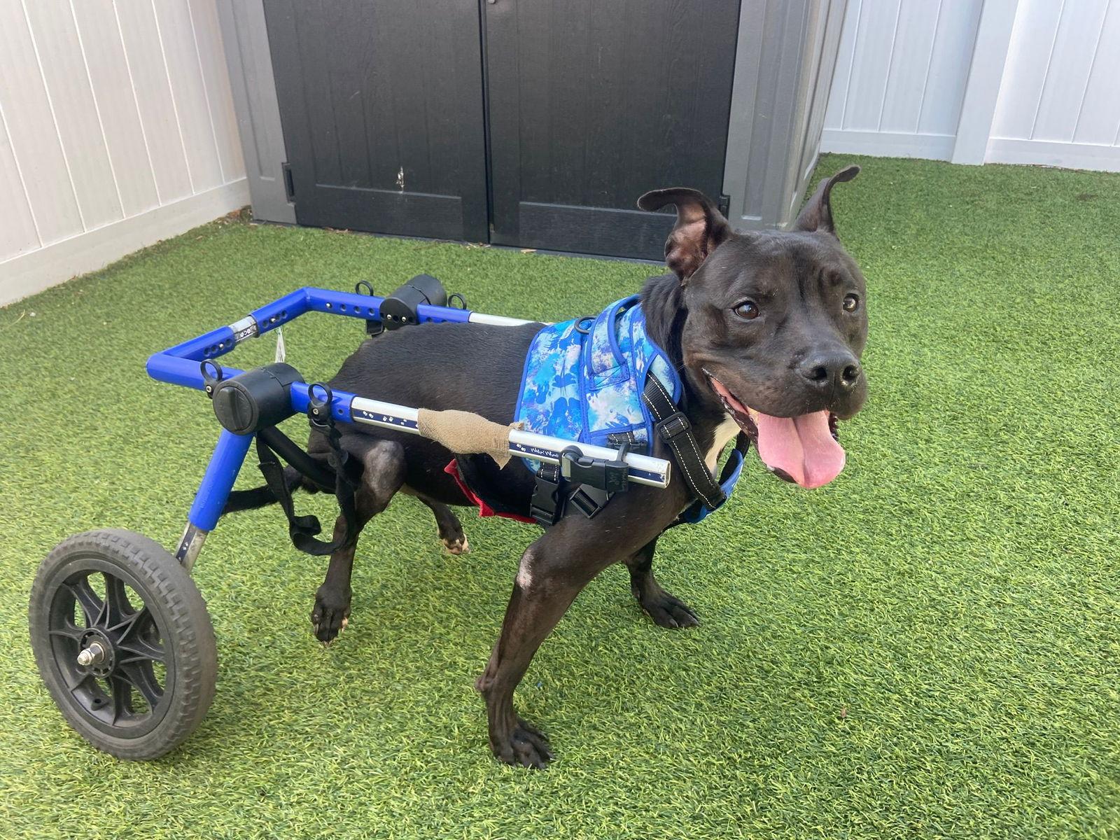 Kelly Clarkson, a Adoptable Terrier in Pompano Beach, FL image 2/3