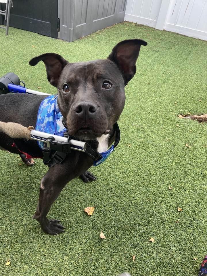 Kelly Clarkson, a Adoptable Terrier in Pompano Beach, FL image 3/3