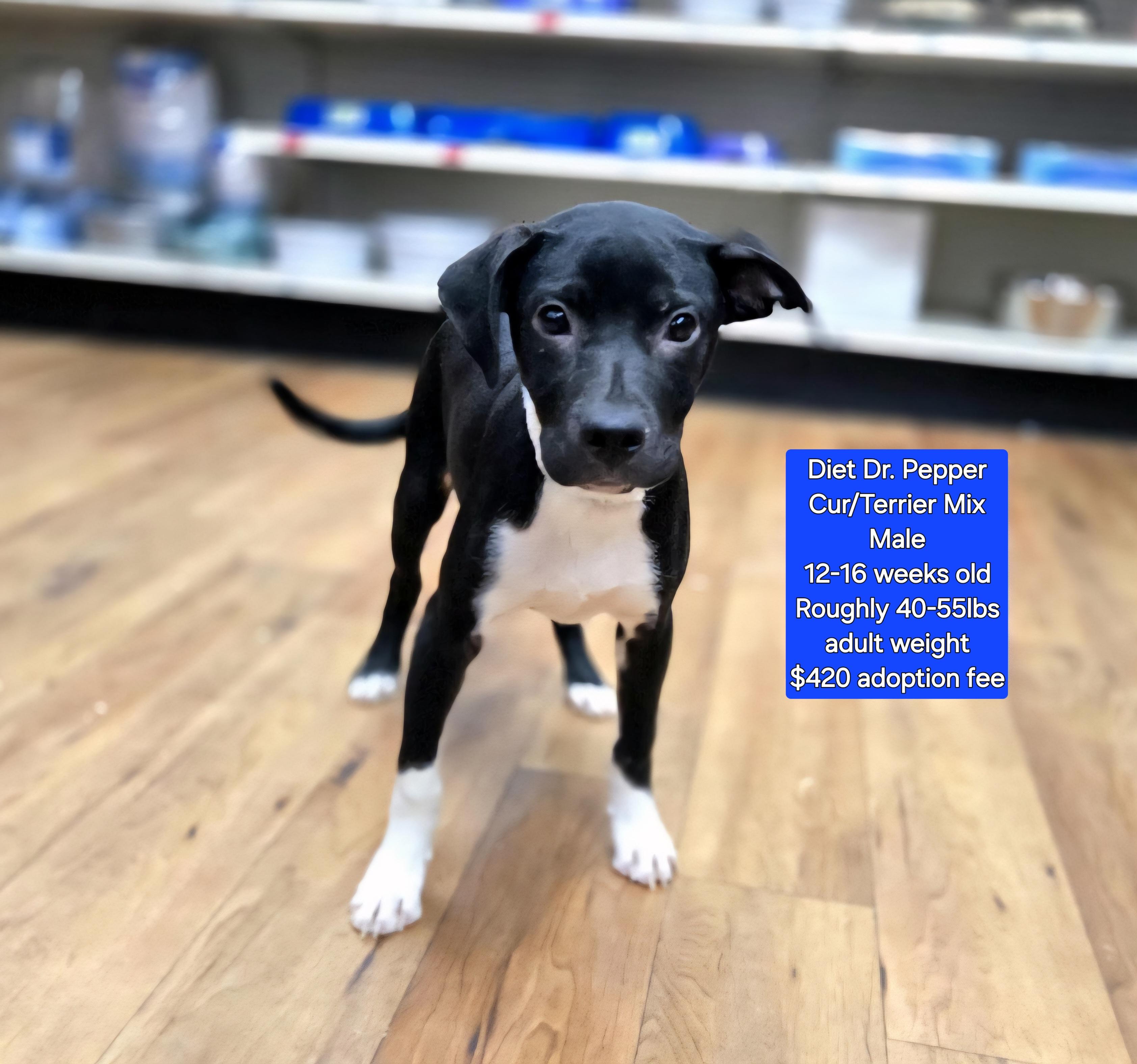 Diet Dr. Pepper, Baby Male Black Mouth Cur