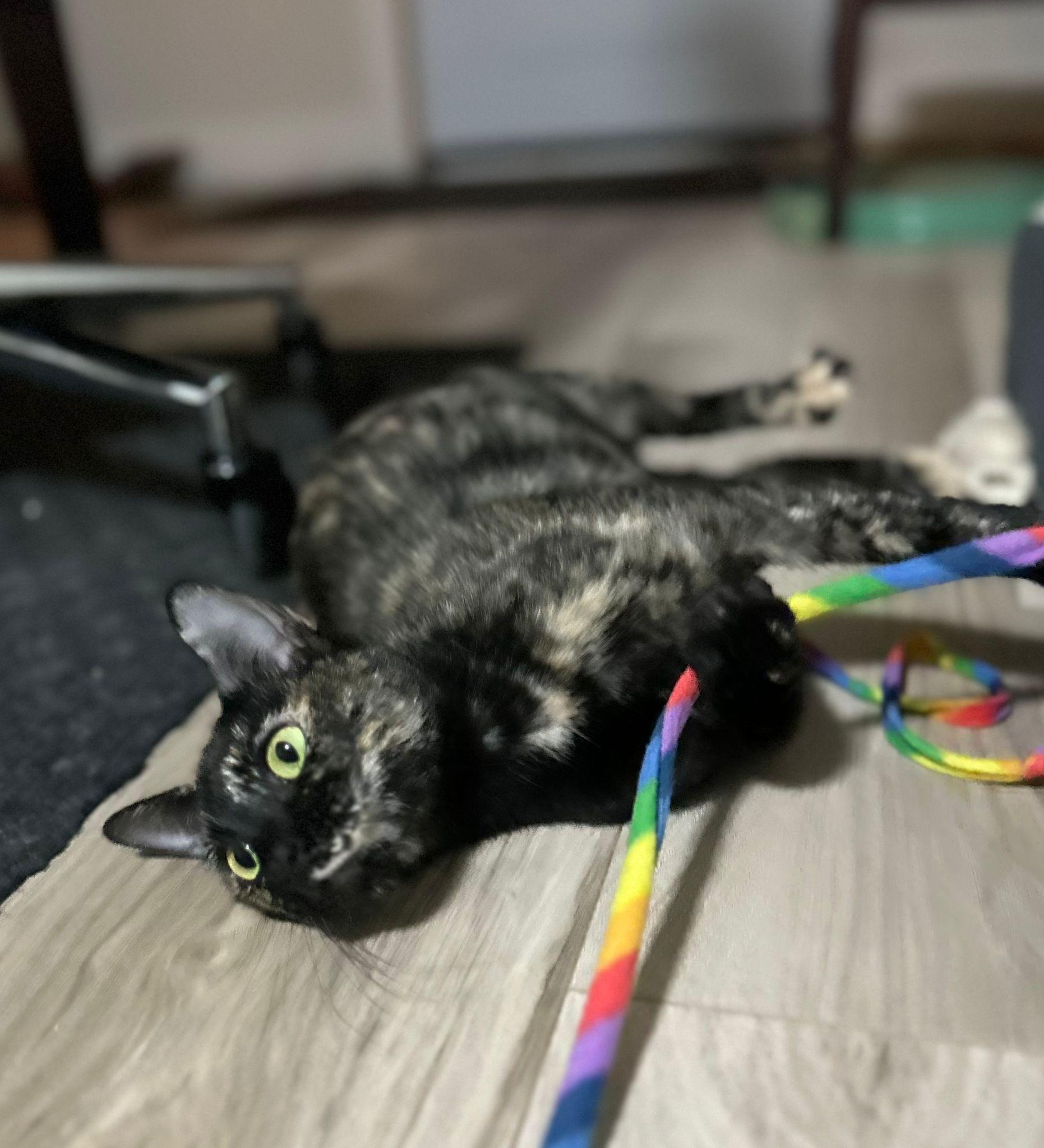 Enlarge Danu, a Adoptable Domestic Short Hair image 2/4