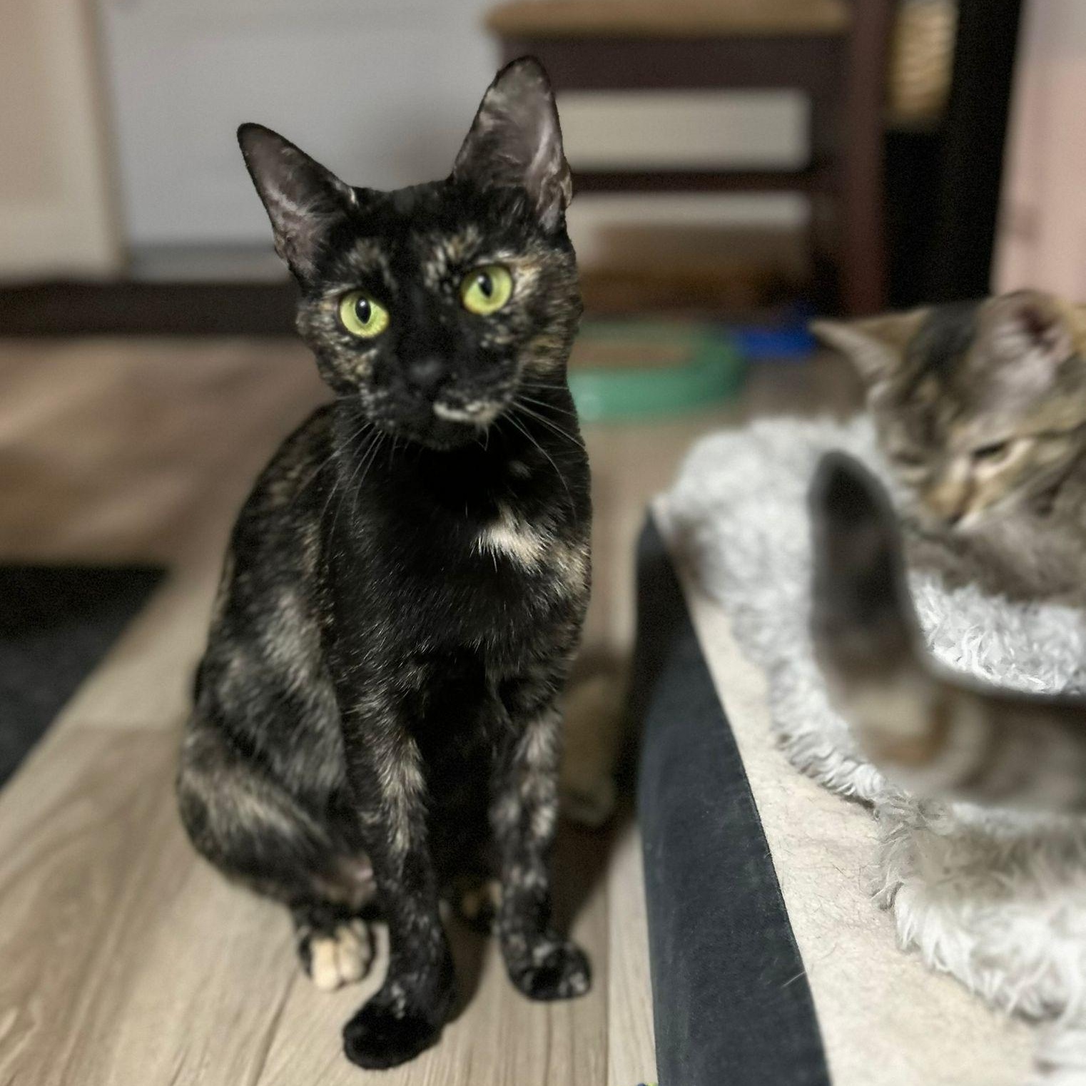 Enlarge Danu, a Adoptable Domestic Short Hair image 1/4