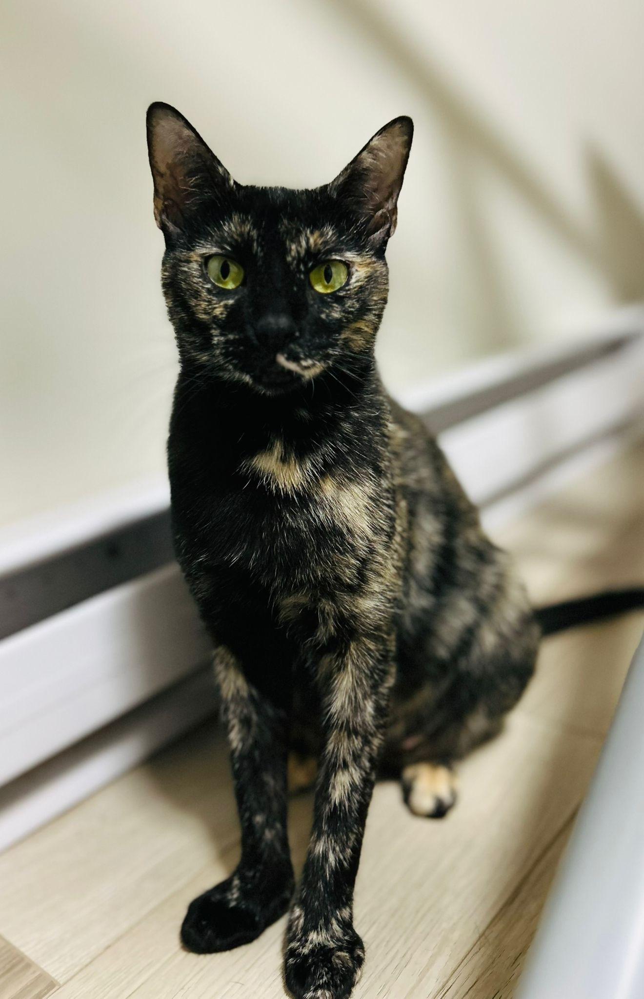 Enlarge Danu, a Adoptable Domestic Short Hair image 3/4