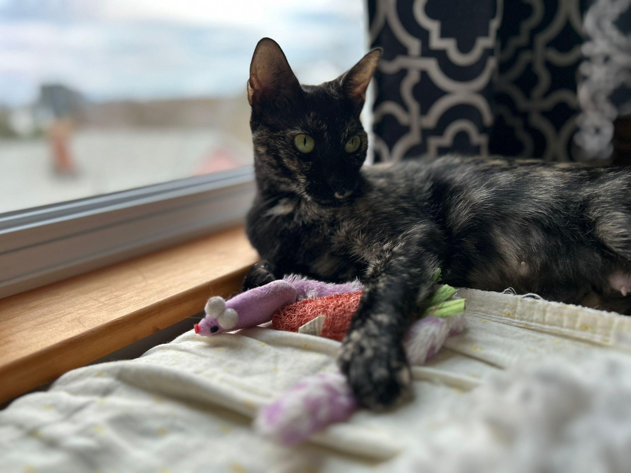 Enlarge Danu, a Adoptable Domestic Short Hair image 4/4