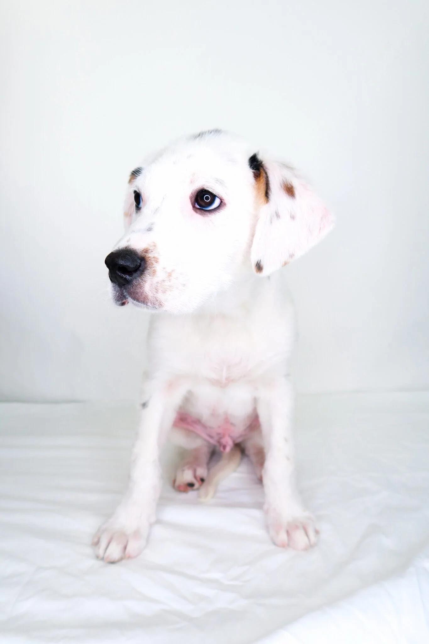 Enlarge Warren, a Adoptable mixed breed in Bixby, OK image 6/6