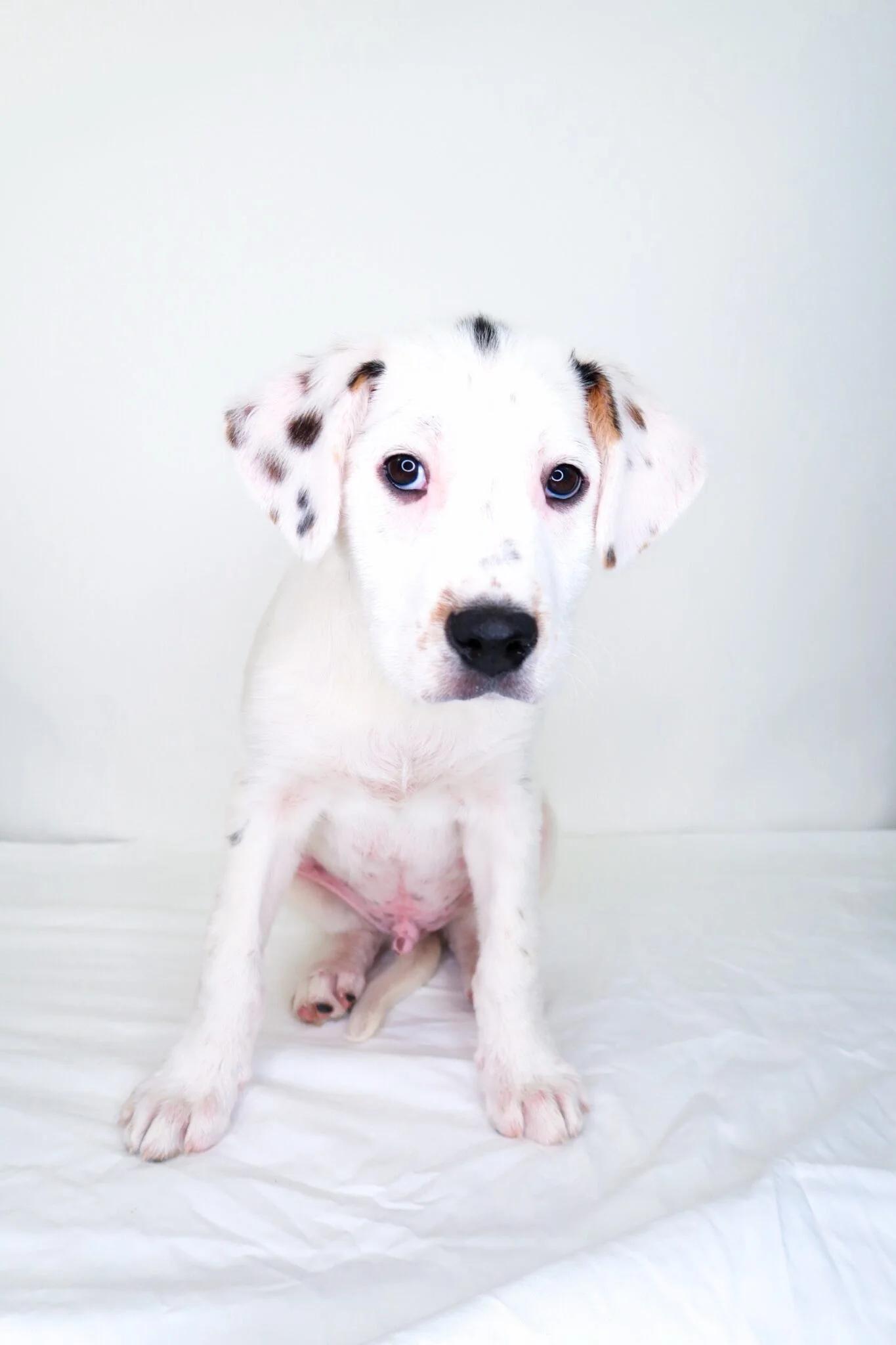 Enlarge Warren, a Adoptable mixed breed in Bixby, OK image 4/6