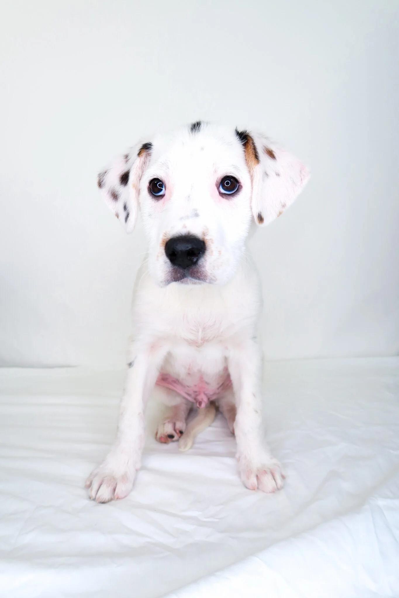 Warren, Adoptable, Puppy Male Australian Cattle Dog / Blue Heeler.