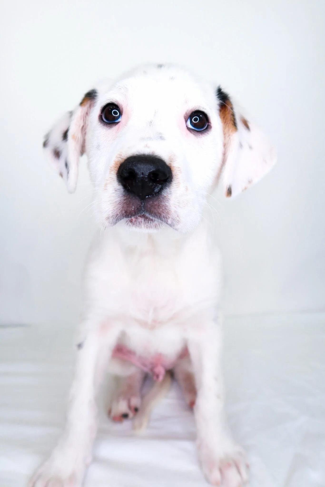 Enlarge Warren, a Adoptable mixed breed in Bixby, OK image 3/6