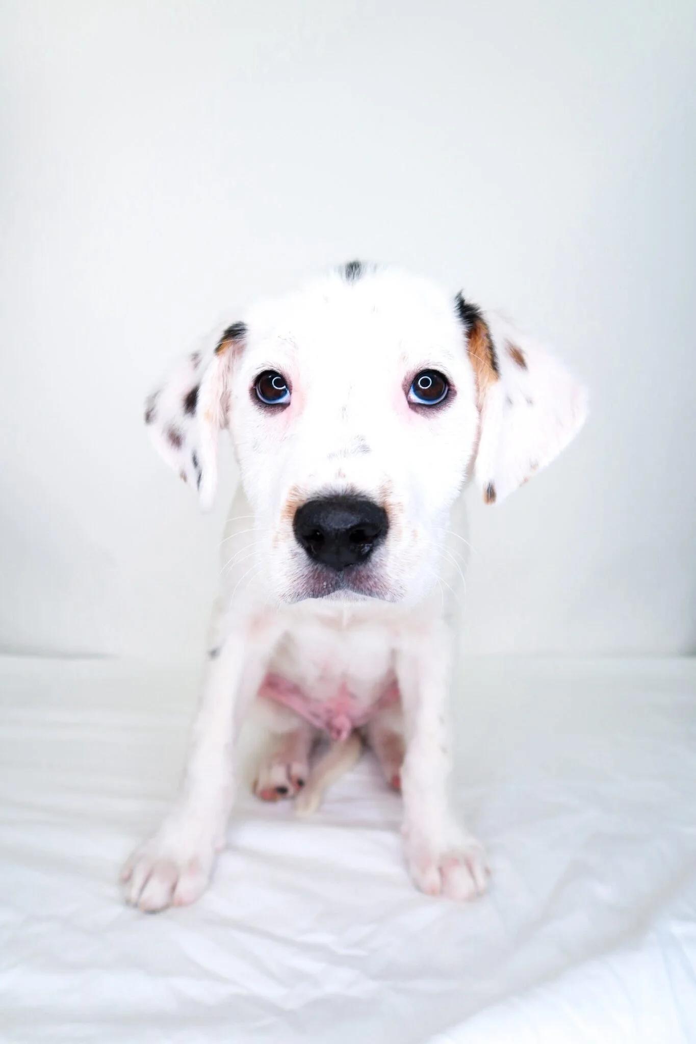 Enlarge Warren, a Adoptable mixed breed in Bixby, OK image 2/6