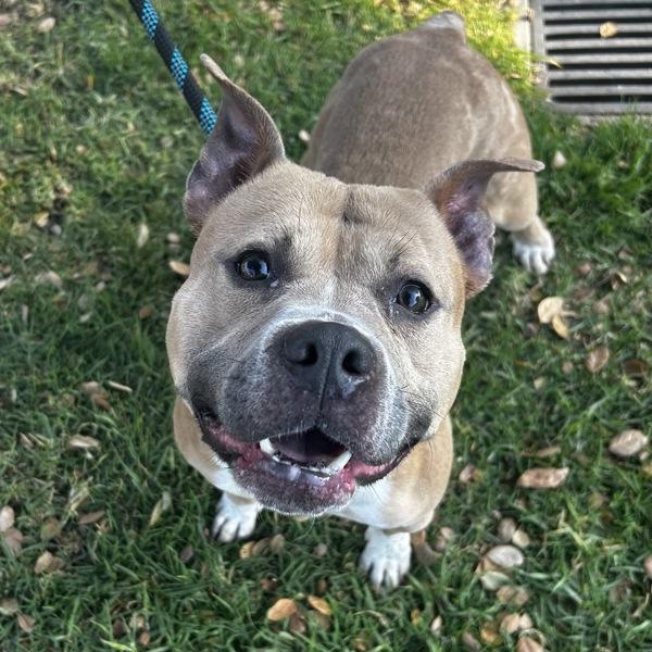 Potpourri, Adoptable, Adult Female American Staffordshire Terrier & Pit Bull Terrier.