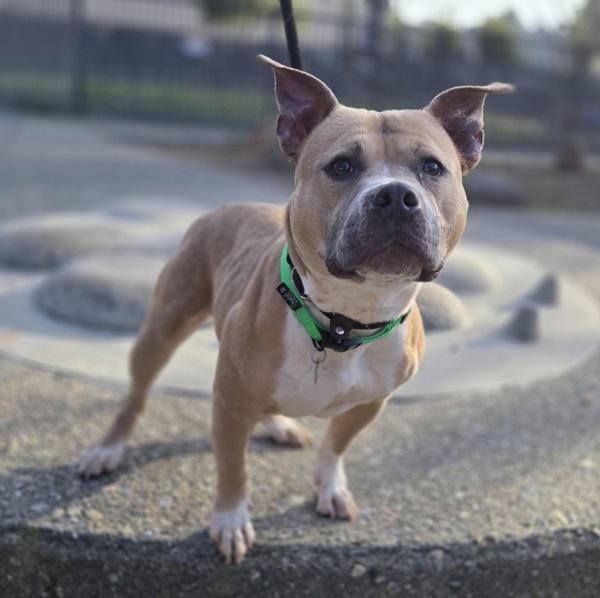 Enlarge Potpourri, a Adoptable mixed breed in Oakland, CA image 2/2