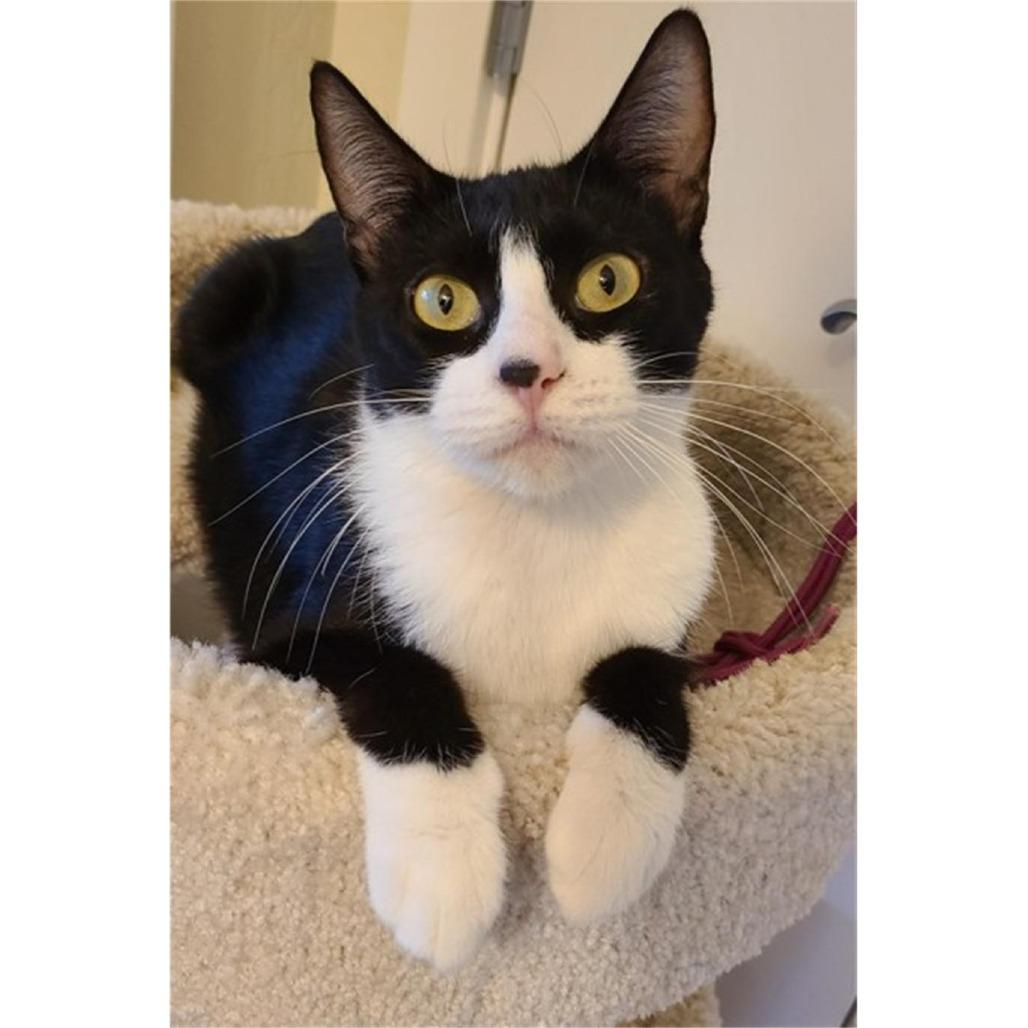 Enlarge Luna, a Adoptable Domestic Short Hair in Santa Rosa, CA image 1/4