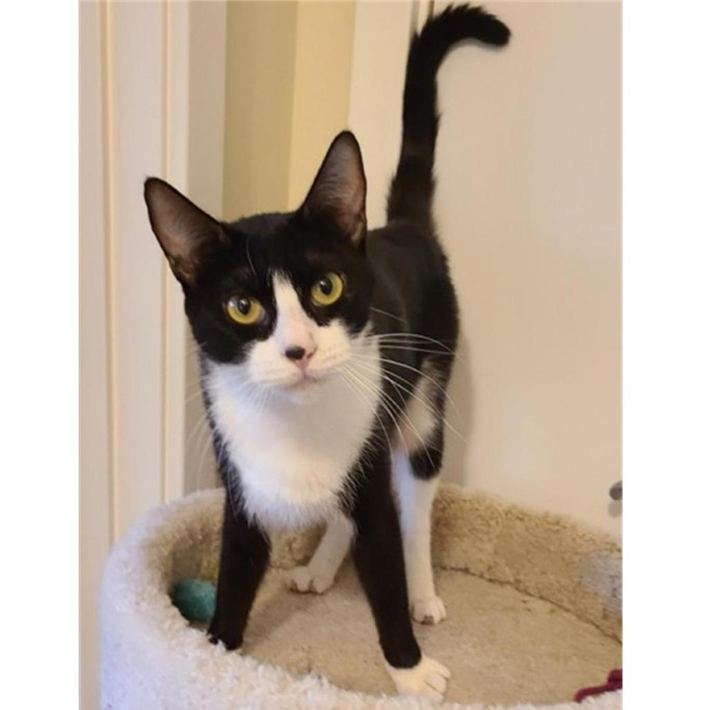 Enlarge Luna, a Adoptable Domestic Short Hair in Santa Rosa, CA image 2/4