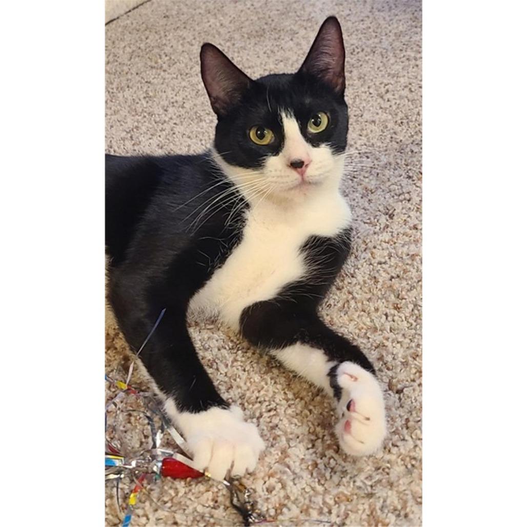 Enlarge Luna, a Adoptable Domestic Short Hair in Santa Rosa, CA image 3/4