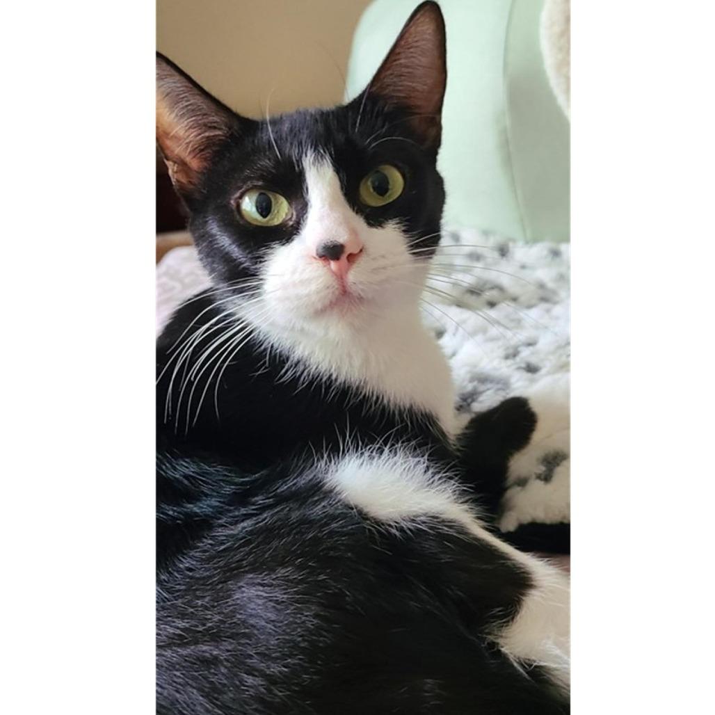 Enlarge Luna, a Adoptable Domestic Short Hair in Santa Rosa, CA image 4/4