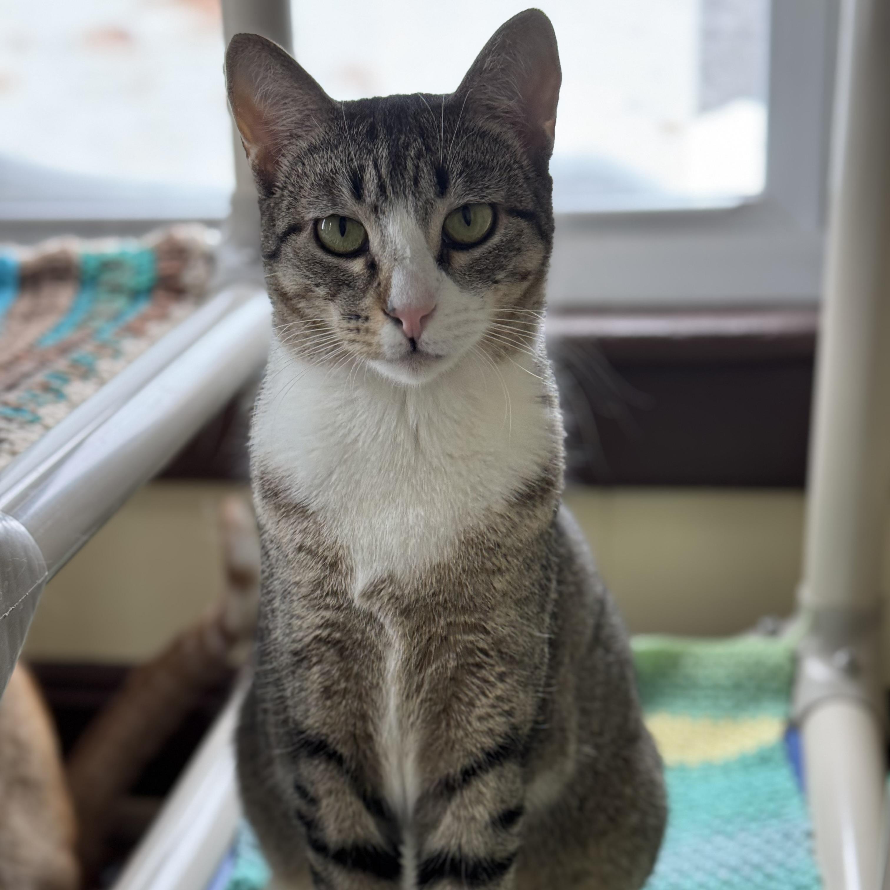 Mary, a Adoptable Domestic Short Hair in Little Falls, NY image 2/6