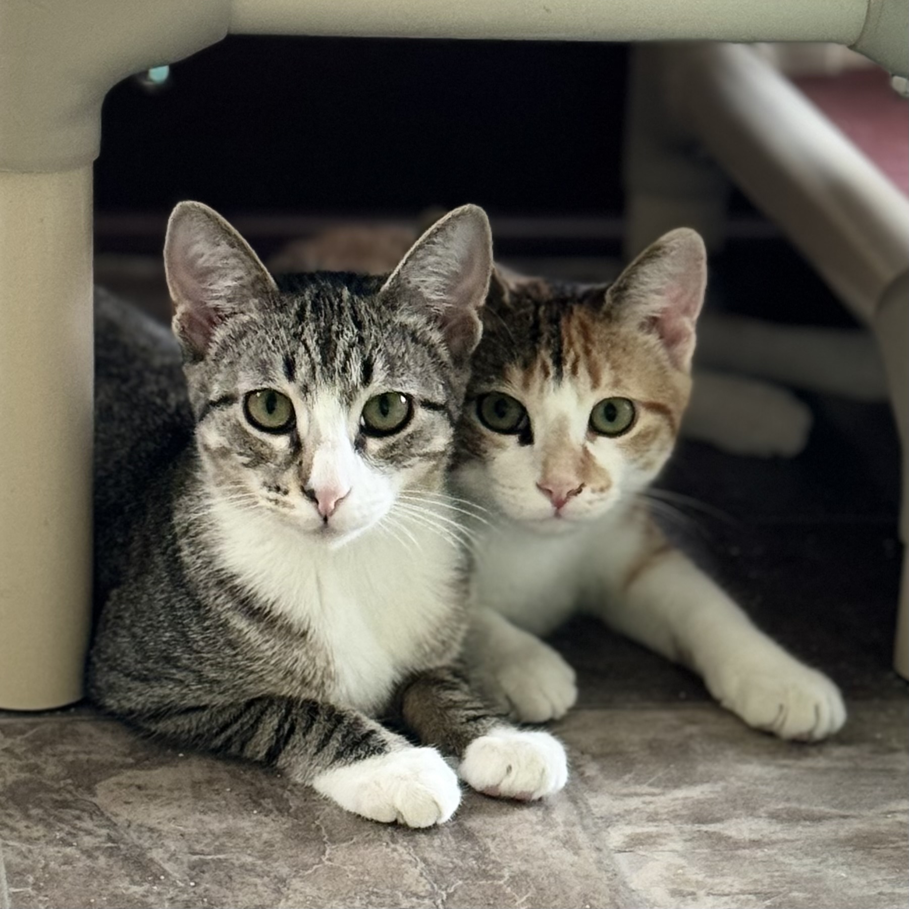 Mary, an adoptable Domestic Short Hair in Little Falls, NY, 13365 | Photo Image 6