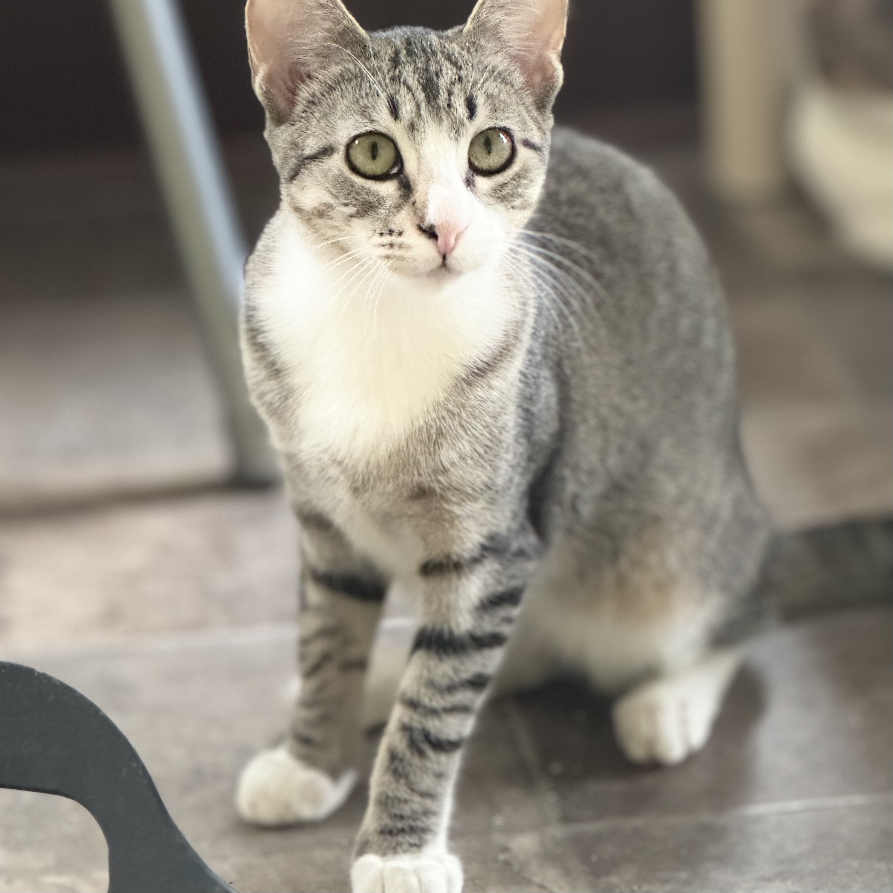 Mary, an adoptable Domestic Short Hair in Little Falls, NY, 13365 | Photo Image 5