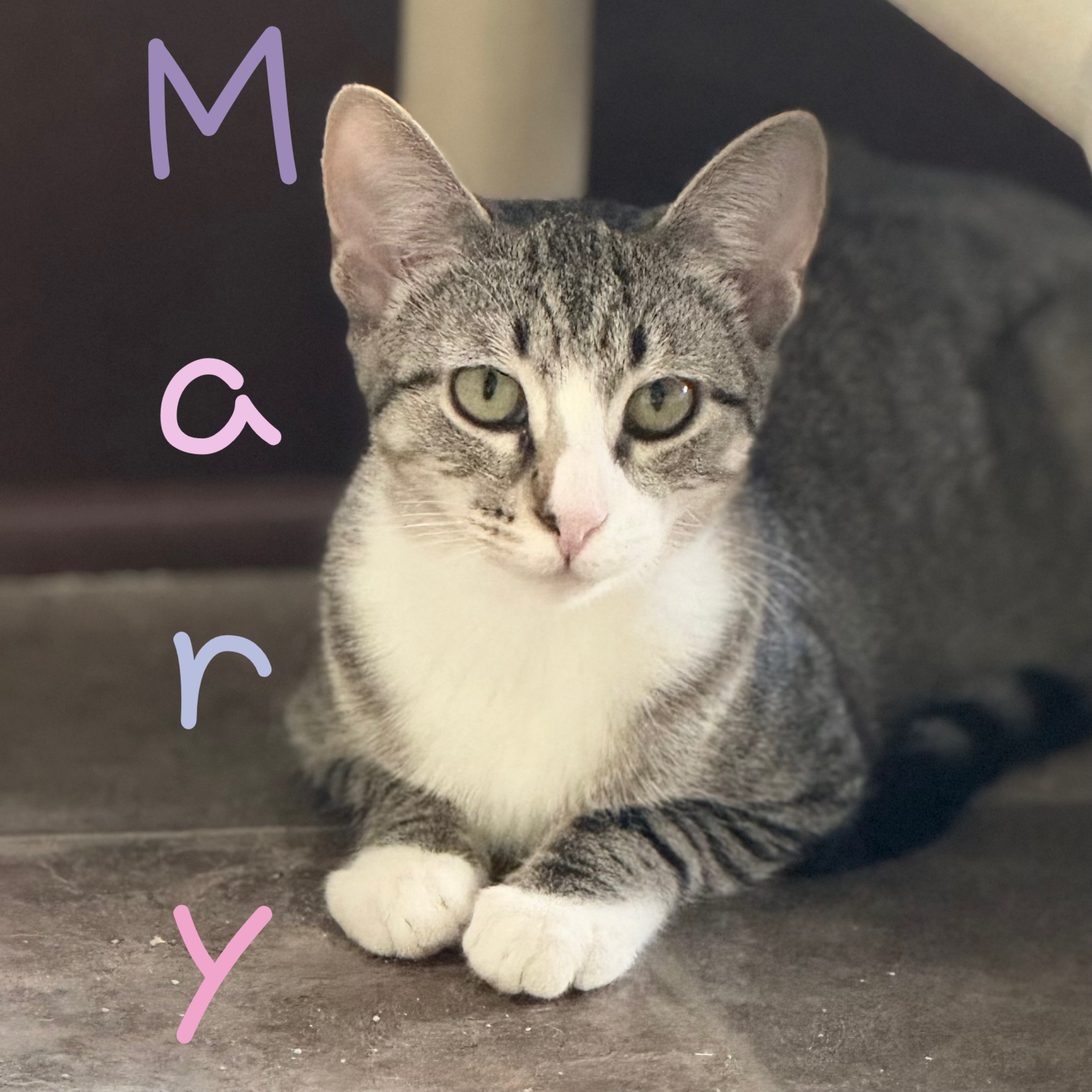 Mary, an adoptable Domestic Short Hair in Little Falls, NY, 13365 | Photo Image 1
