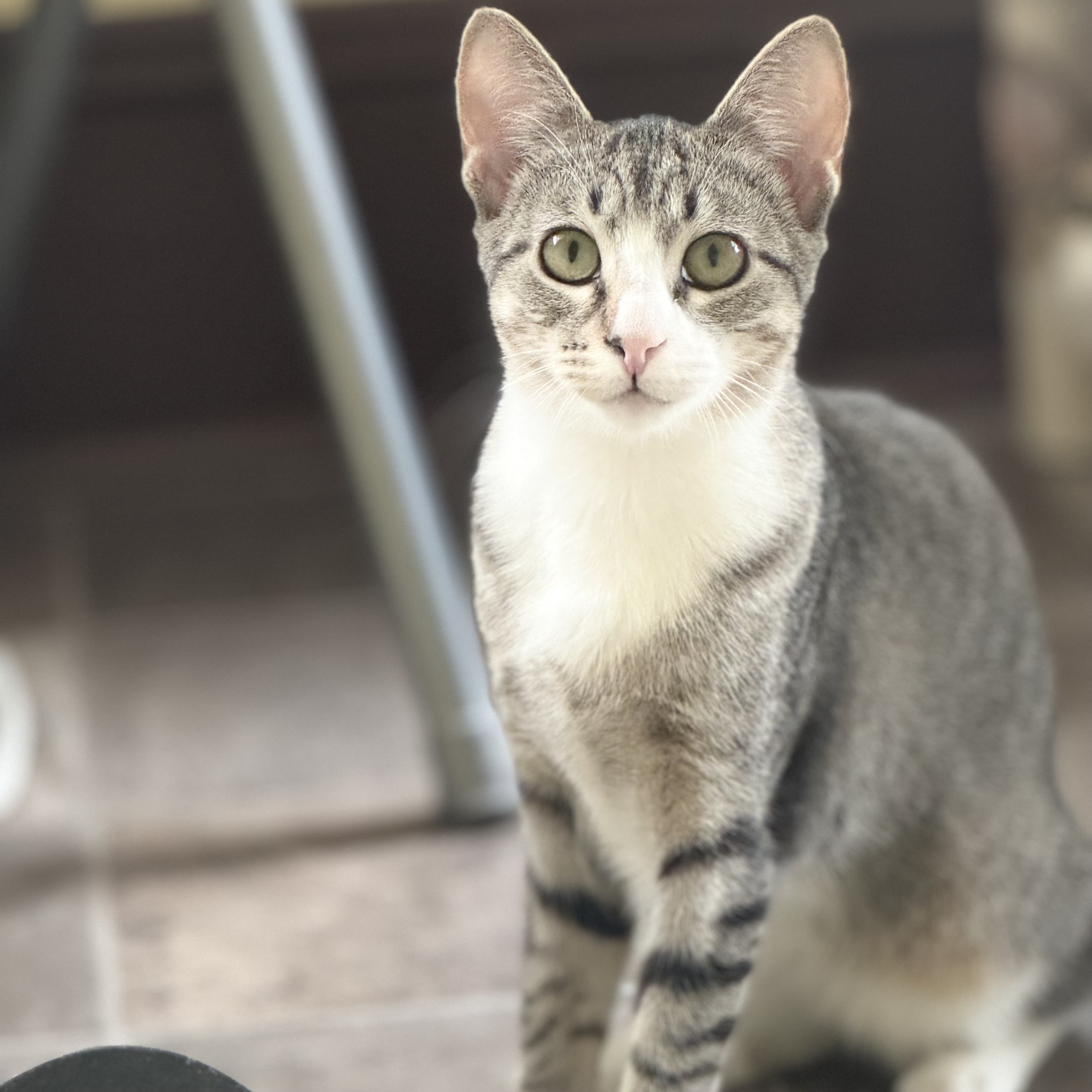 Mary, a Adoptable Domestic Short Hair in Little Falls, NY image 4/6