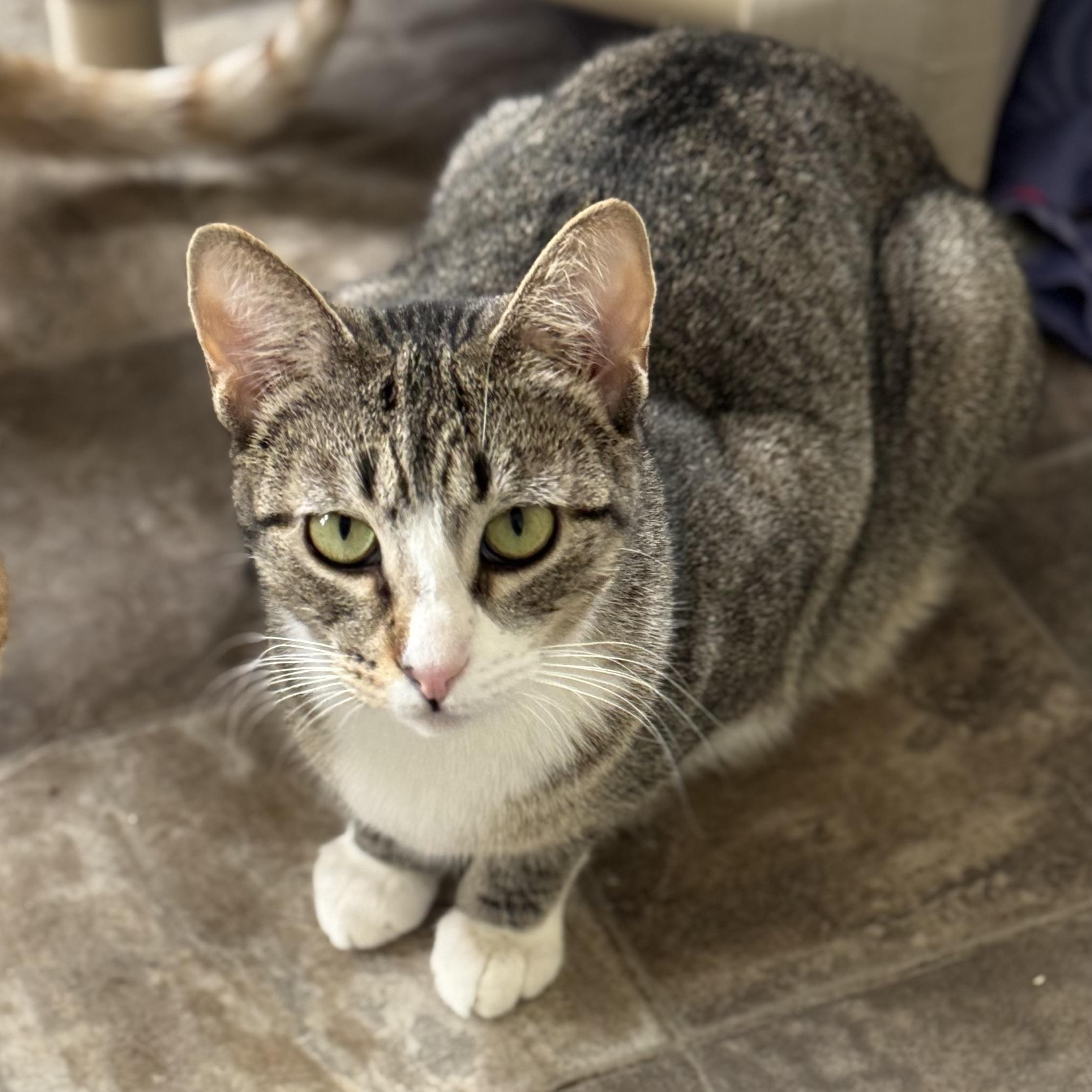 Mary, a Adoptable Domestic Short Hair in Little Falls, NY image 3/6