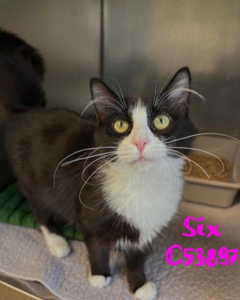 Enlarge Six, a Adoptable mixed breed in Clarksville, TN image 1/1