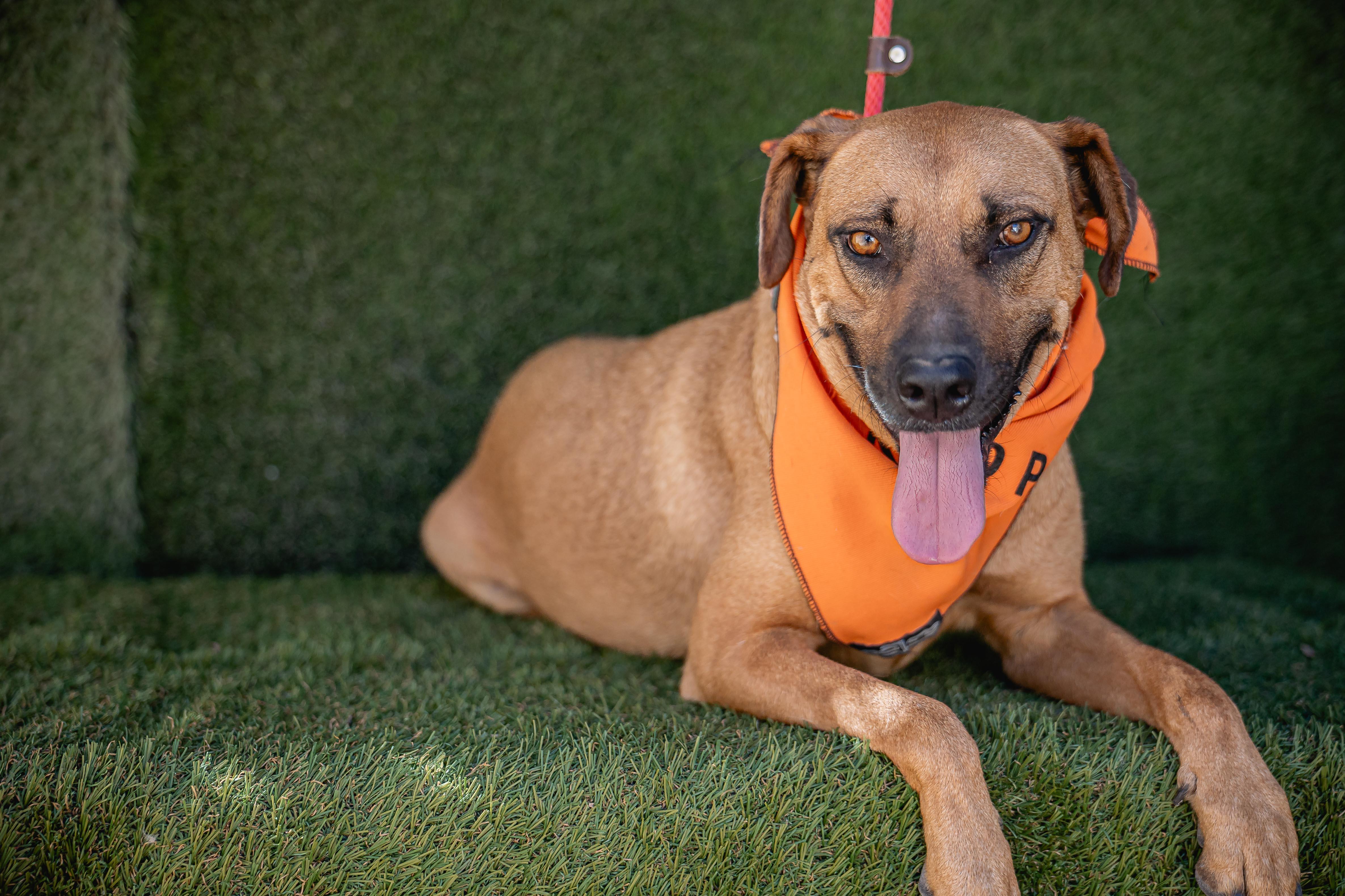 Shakira, a Adoptable mixed breed in Portland, OR image 2/5