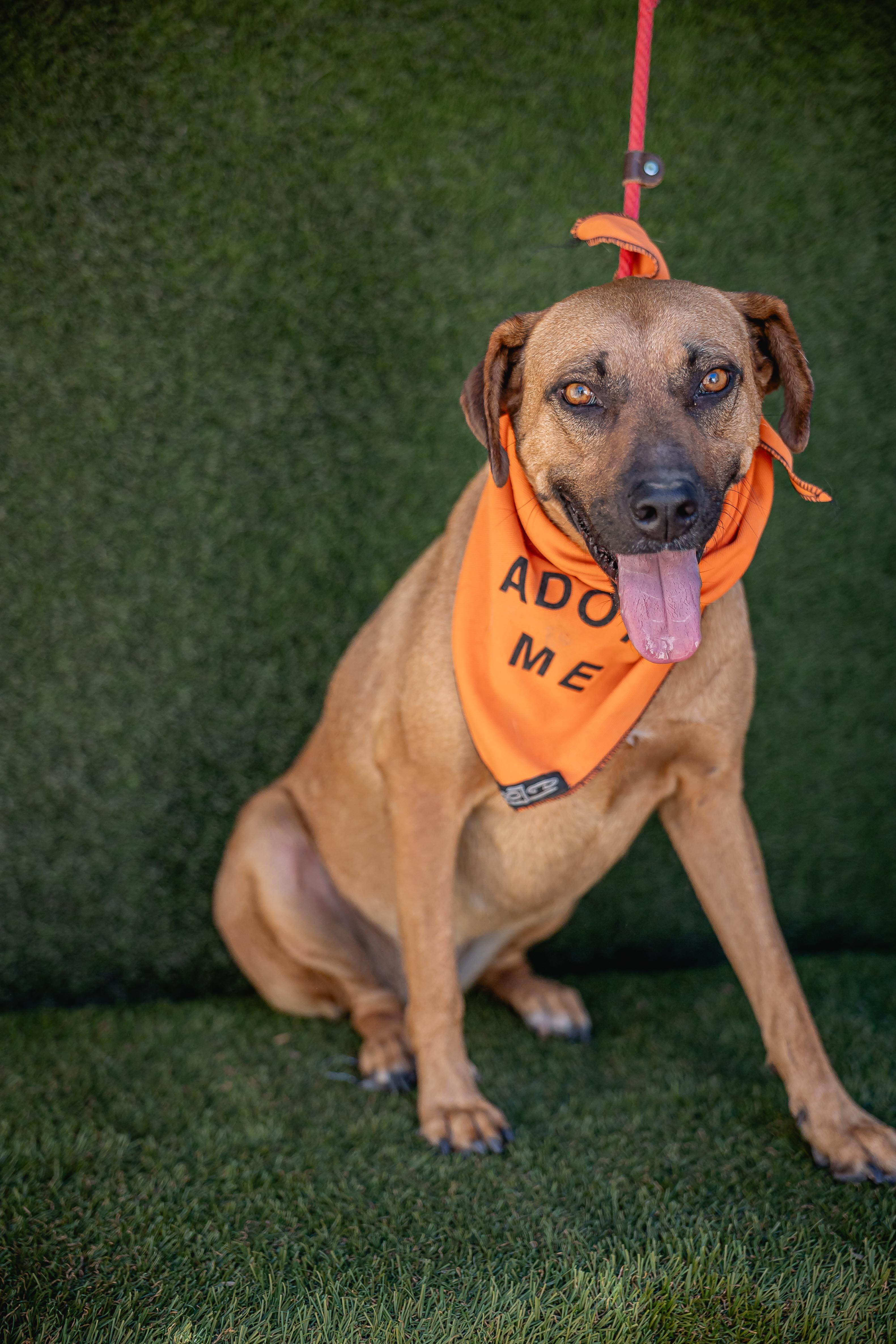 Shakira, a Adoptable mixed breed in Portland, OR image 3/5