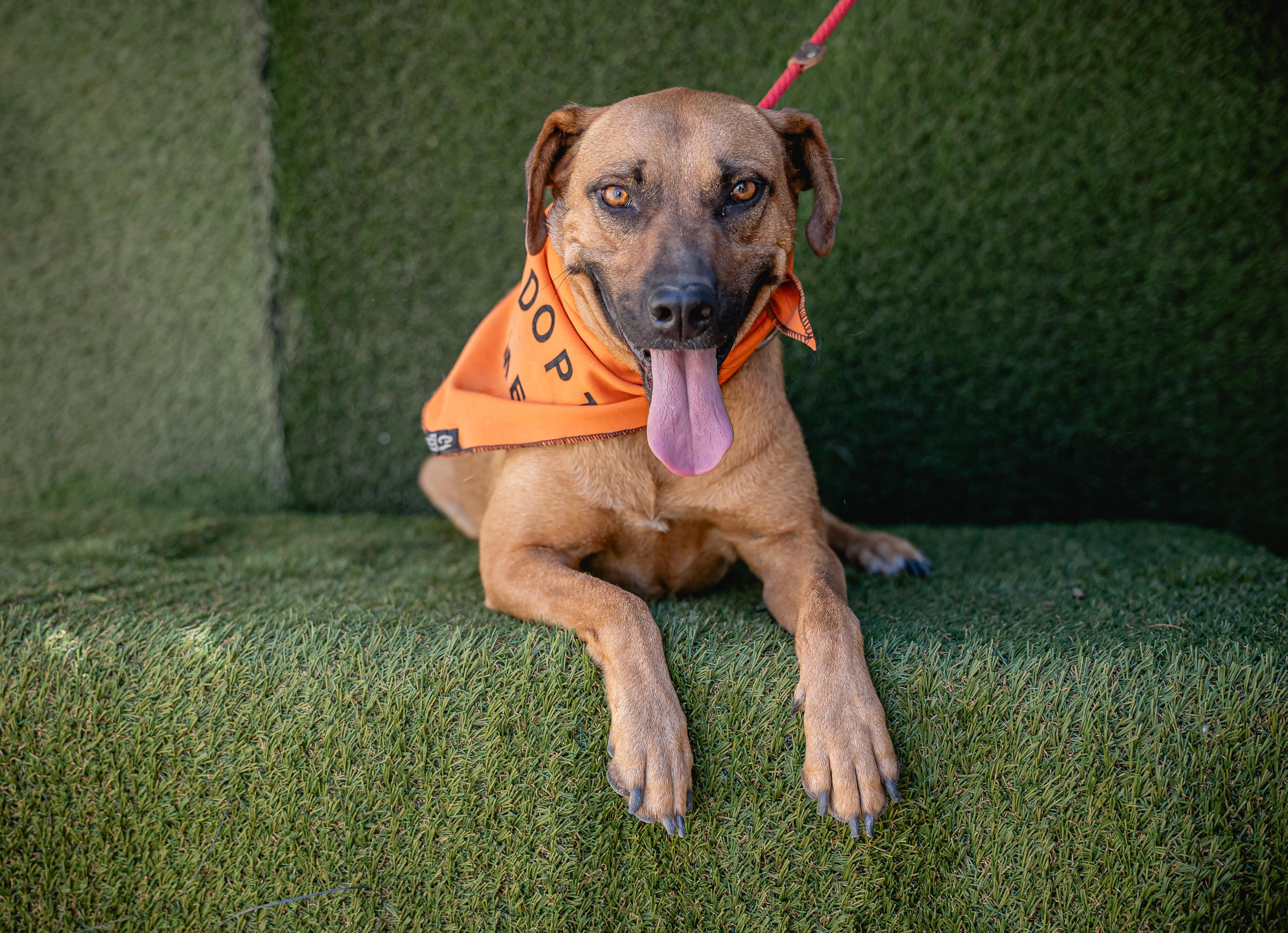 Shakira, a Adoptable mixed breed in Portland, OR image 1/5