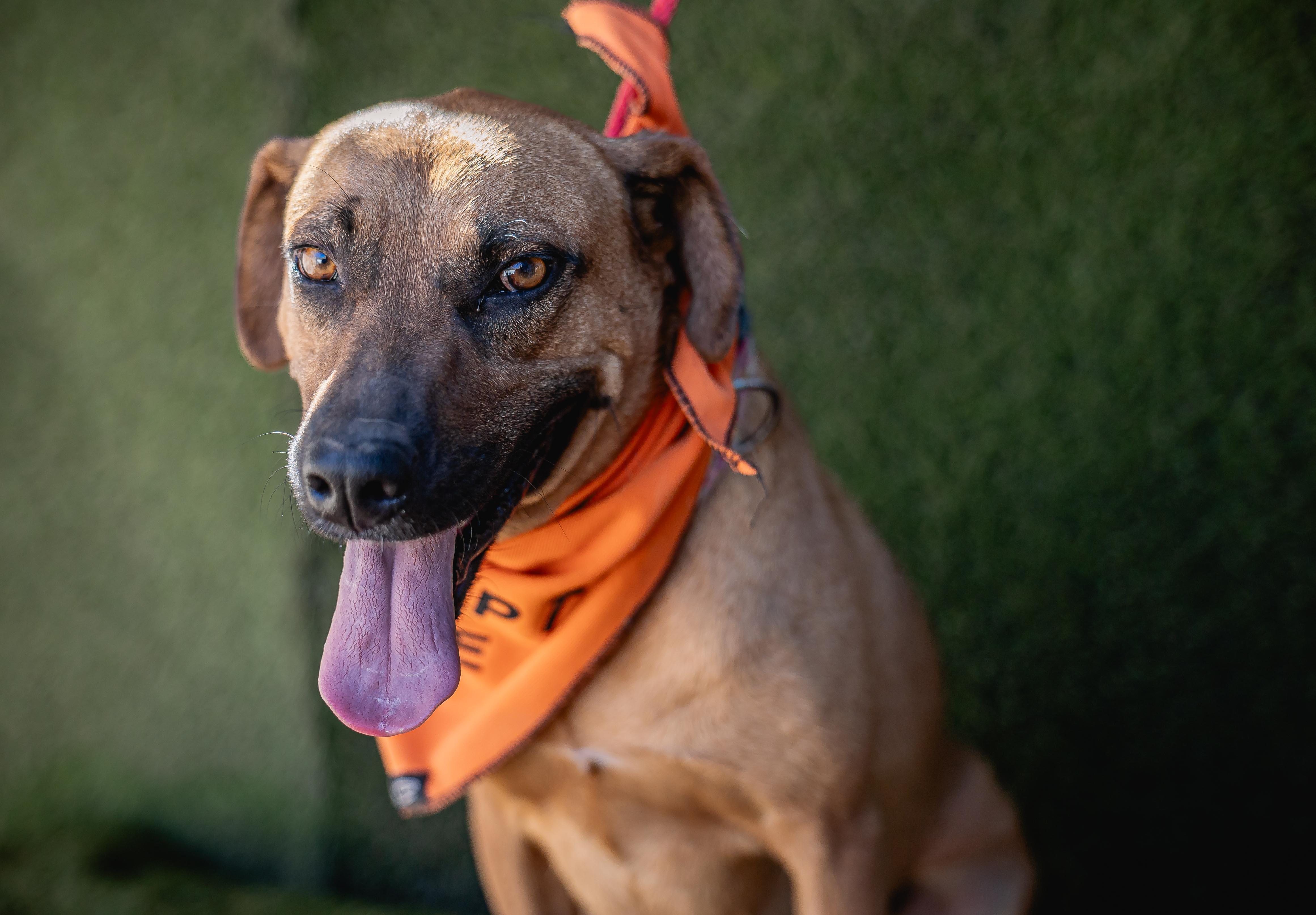 Shakira, a Adoptable mixed breed in Portland, OR image 4/5
