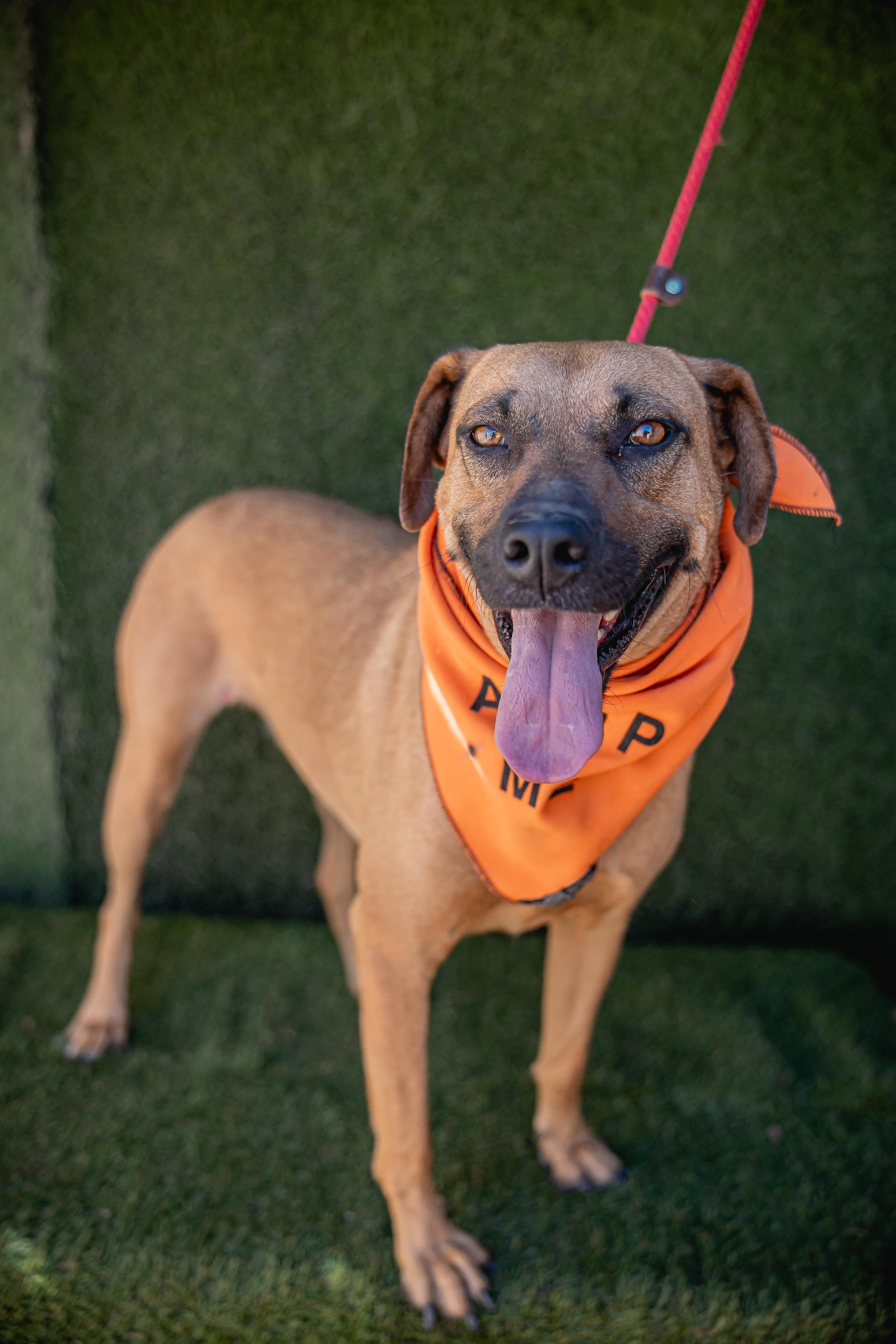Shakira, a Adoptable mixed breed in Portland, OR image 5/5