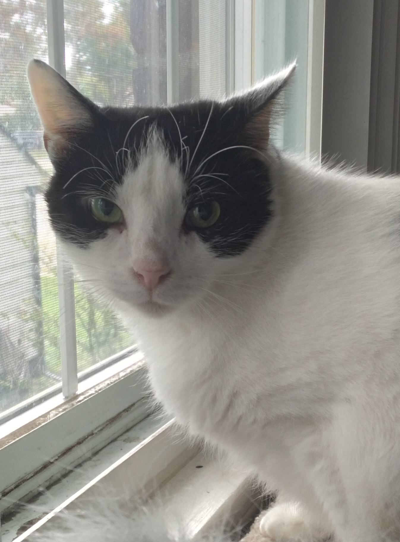 Bubba & Bistro, an adoptable Domestic Long Hair in Mount Clemens, MI, 48046 | Photo Image 5