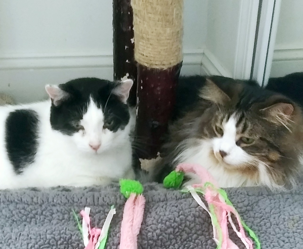 Bubba & Bistro, an adoptable Domestic Long Hair in Mount Clemens, MI, 48046 | Photo Image 6