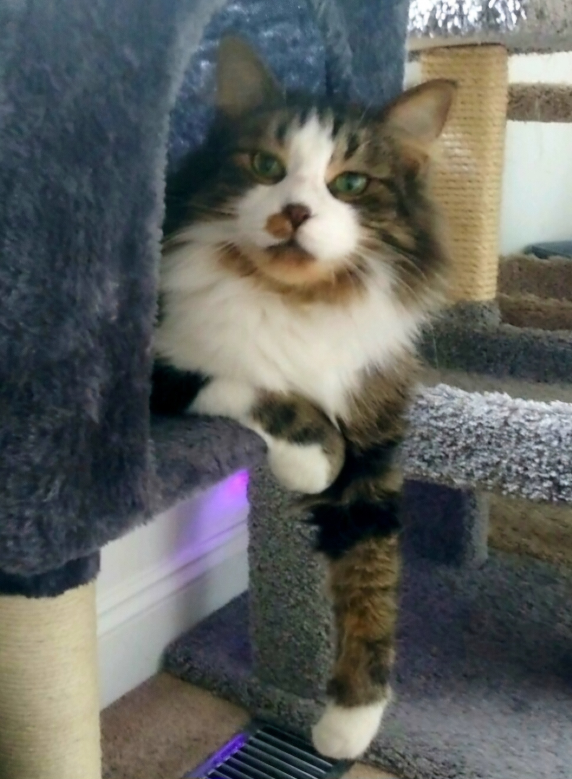 Bubba & Bistro, an adoptable Domestic Long Hair in Mount Clemens, MI, 48046 | Photo Image 4