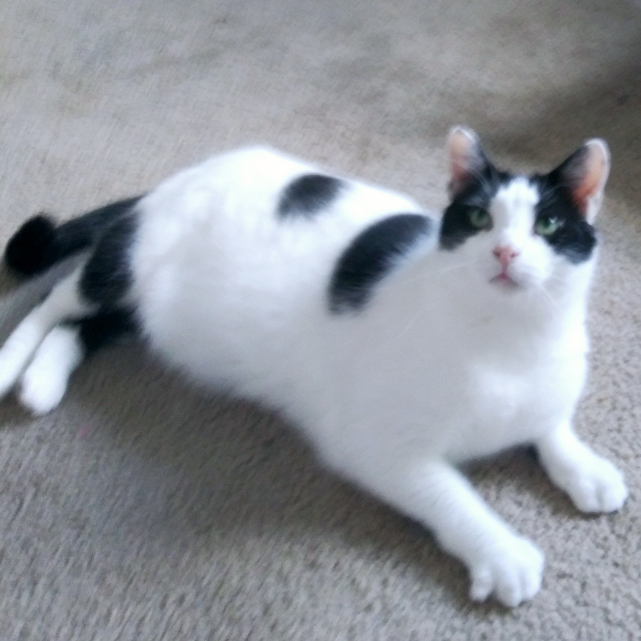 Bubba & Bistro, an adoptable Domestic Long Hair in Mount Clemens, MI, 48046 | Photo Image 3