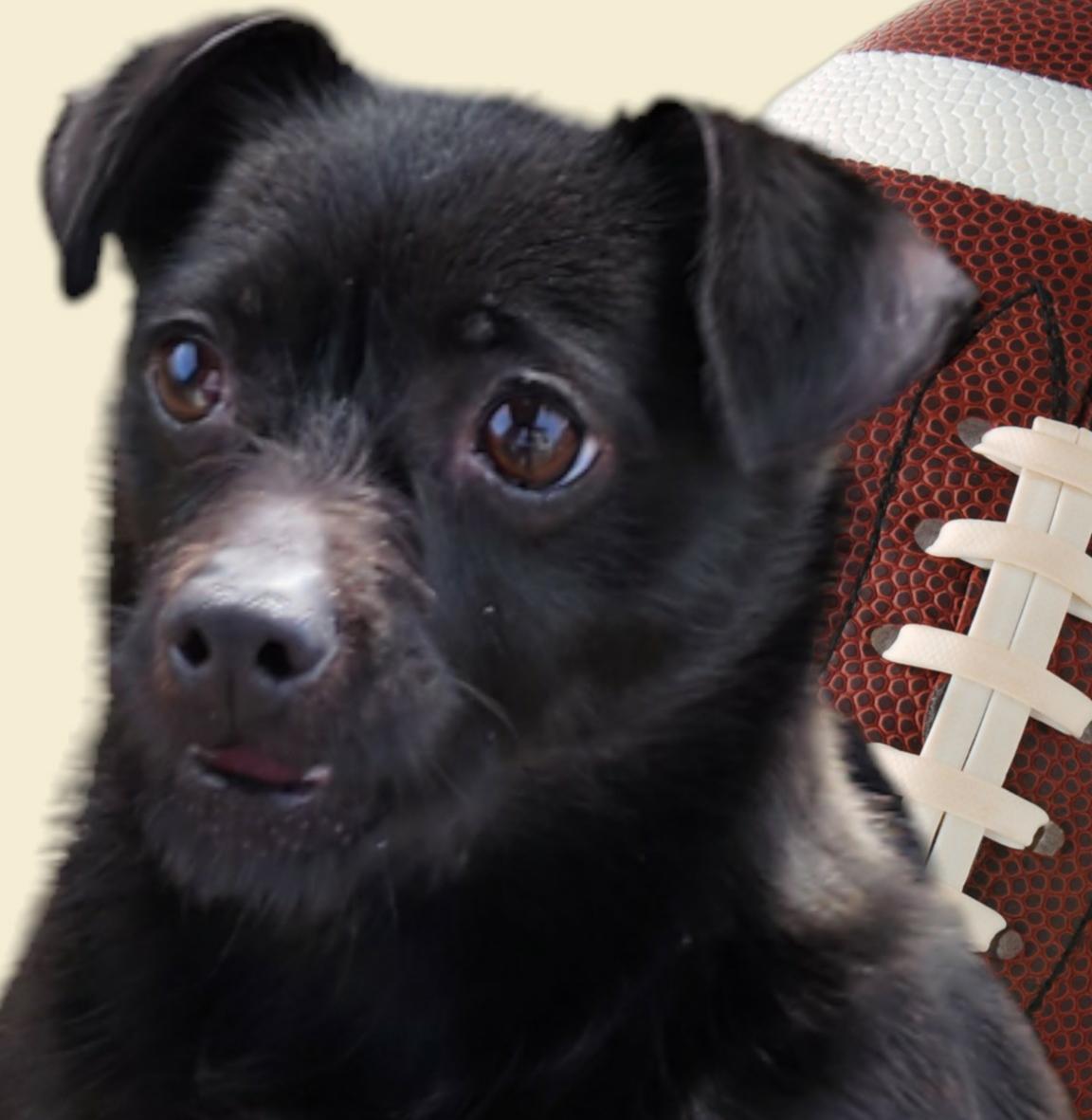 Mimi, Adoptable, Adult Female Chihuahua.