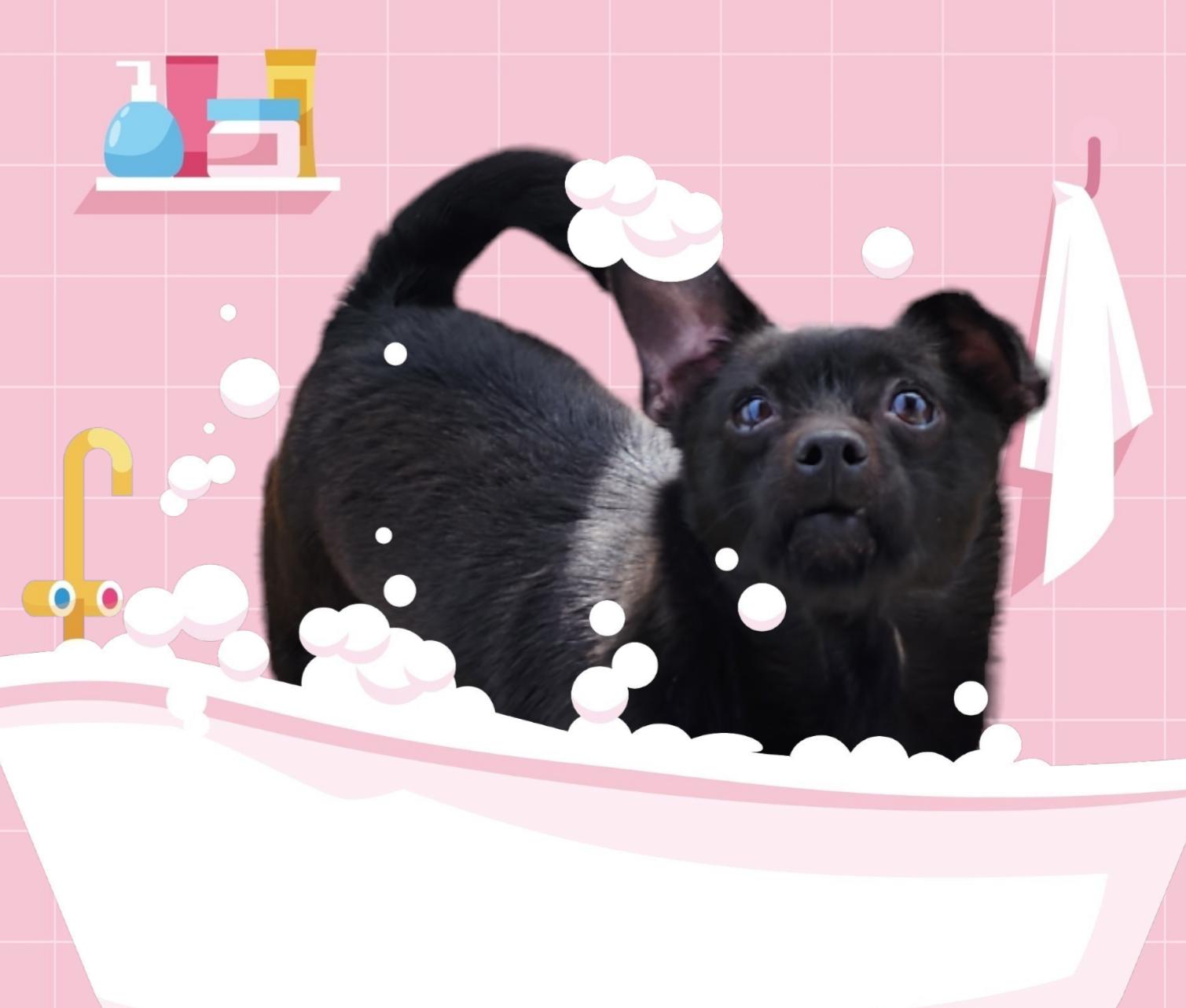 Mimi, a Adoptable Chihuahua in Seaford, DE image 2/2