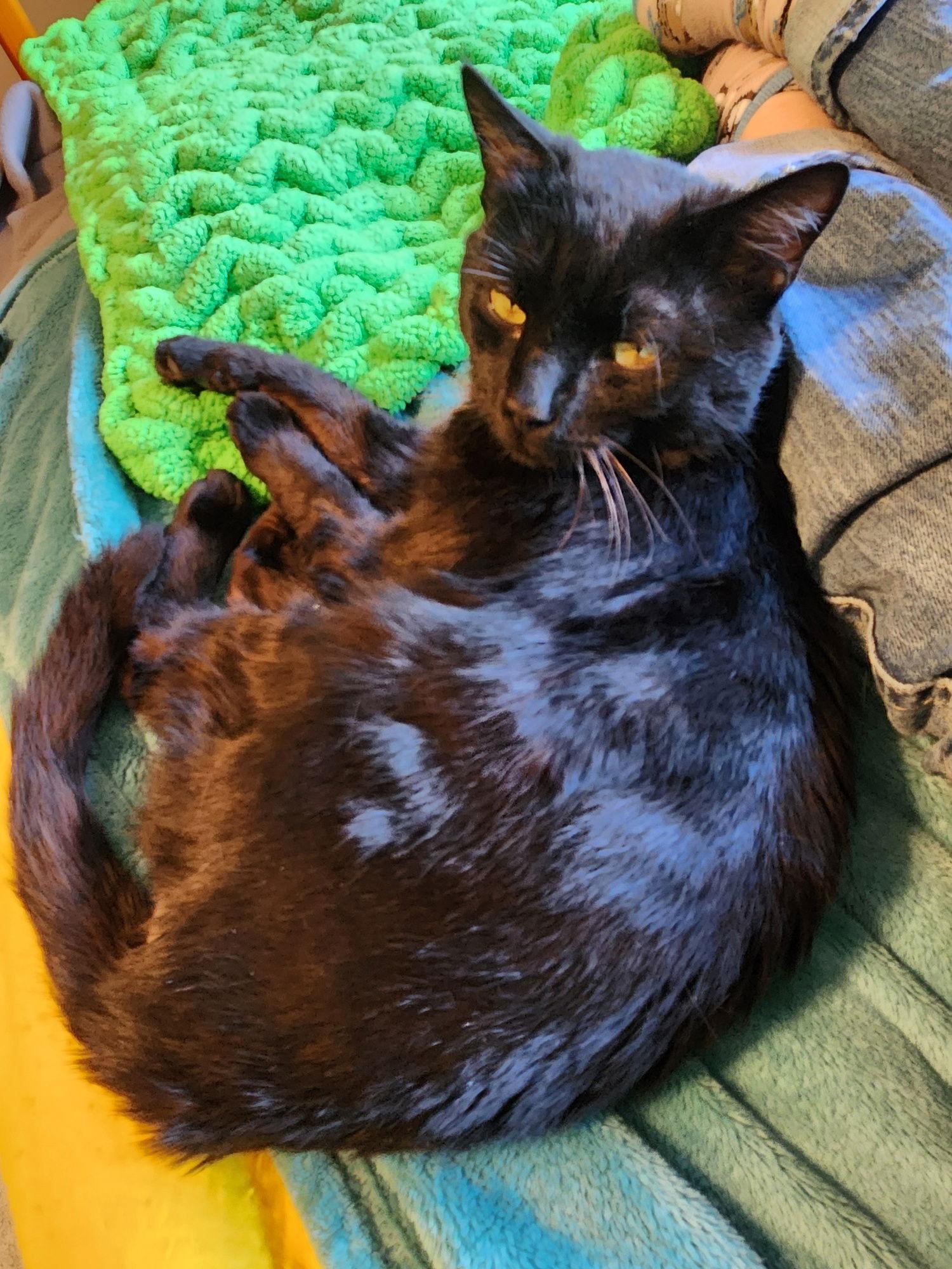 Yancey: Not at the shelter (Pat), a Adoptable mixed breed in Rustburg, VA image 1/2