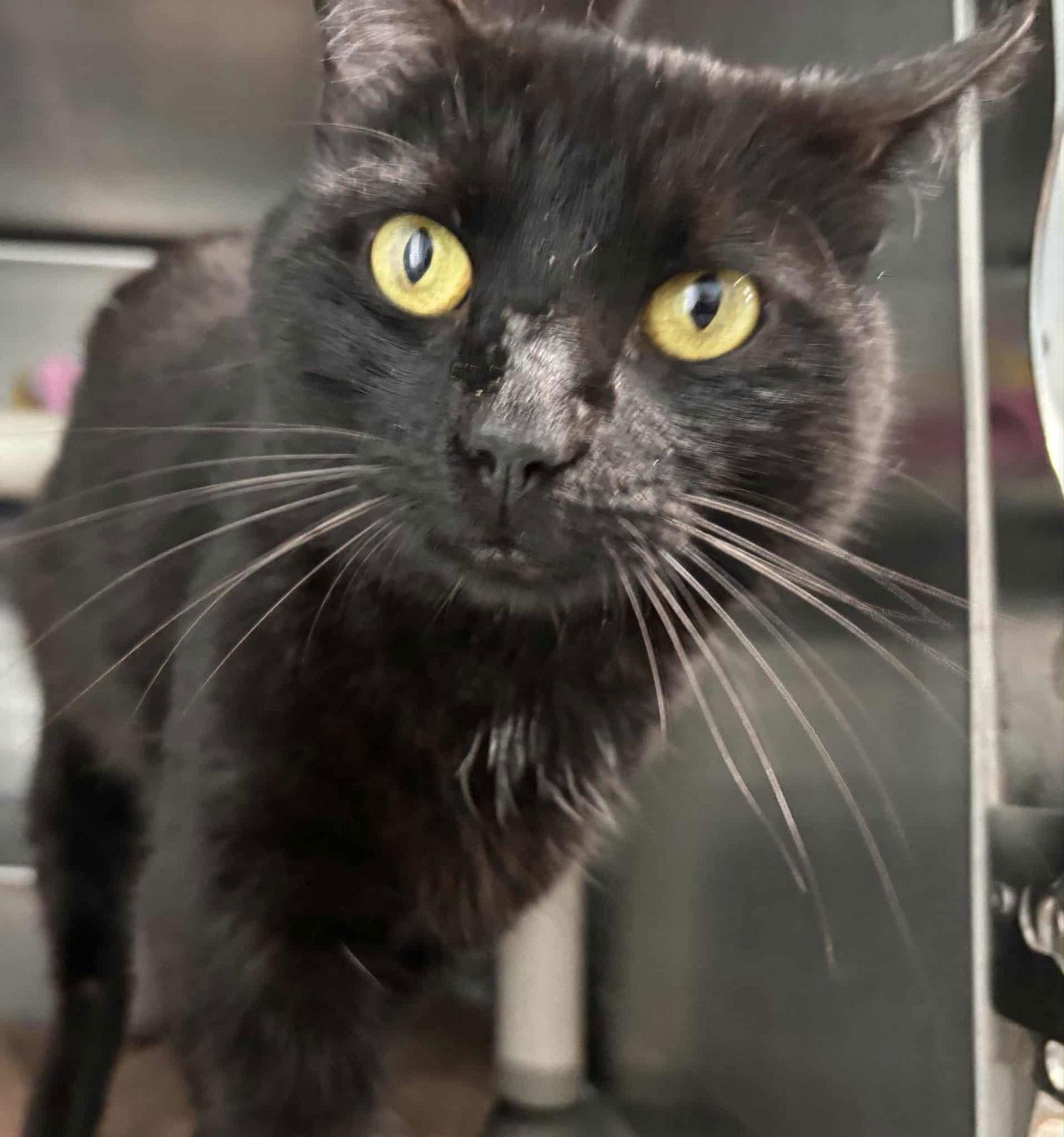 Yancey: Not at the shelter (Pat), a Adoptable mixed breed in Rustburg, VA image 2/2