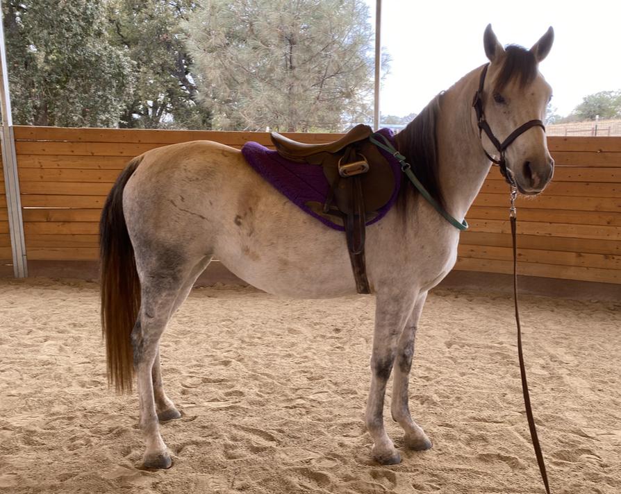Claire - Mare/Gray/Arabian/Project, Adopted, Adult Female Arabian.