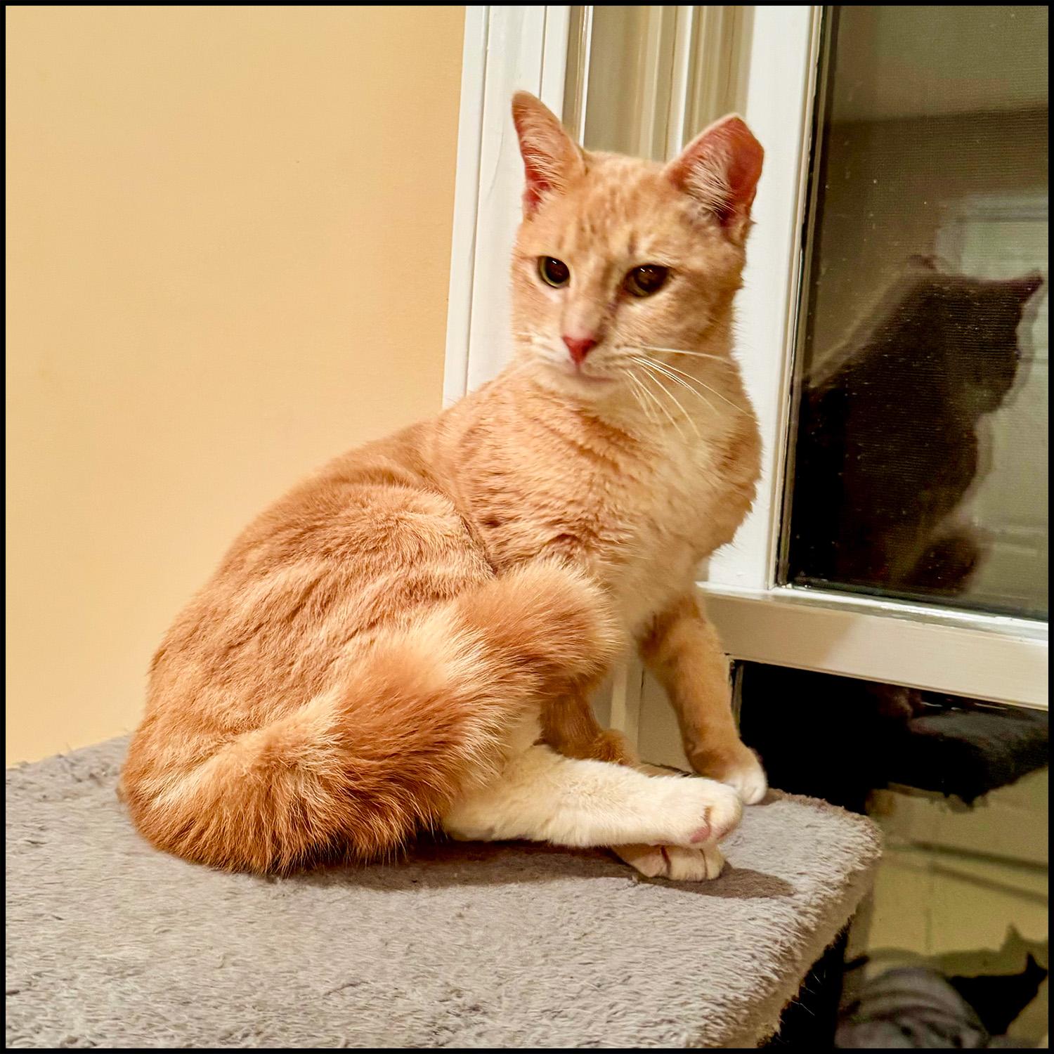 Pinky, a Adoptable mixed breed in Roswell, GA image 3/6