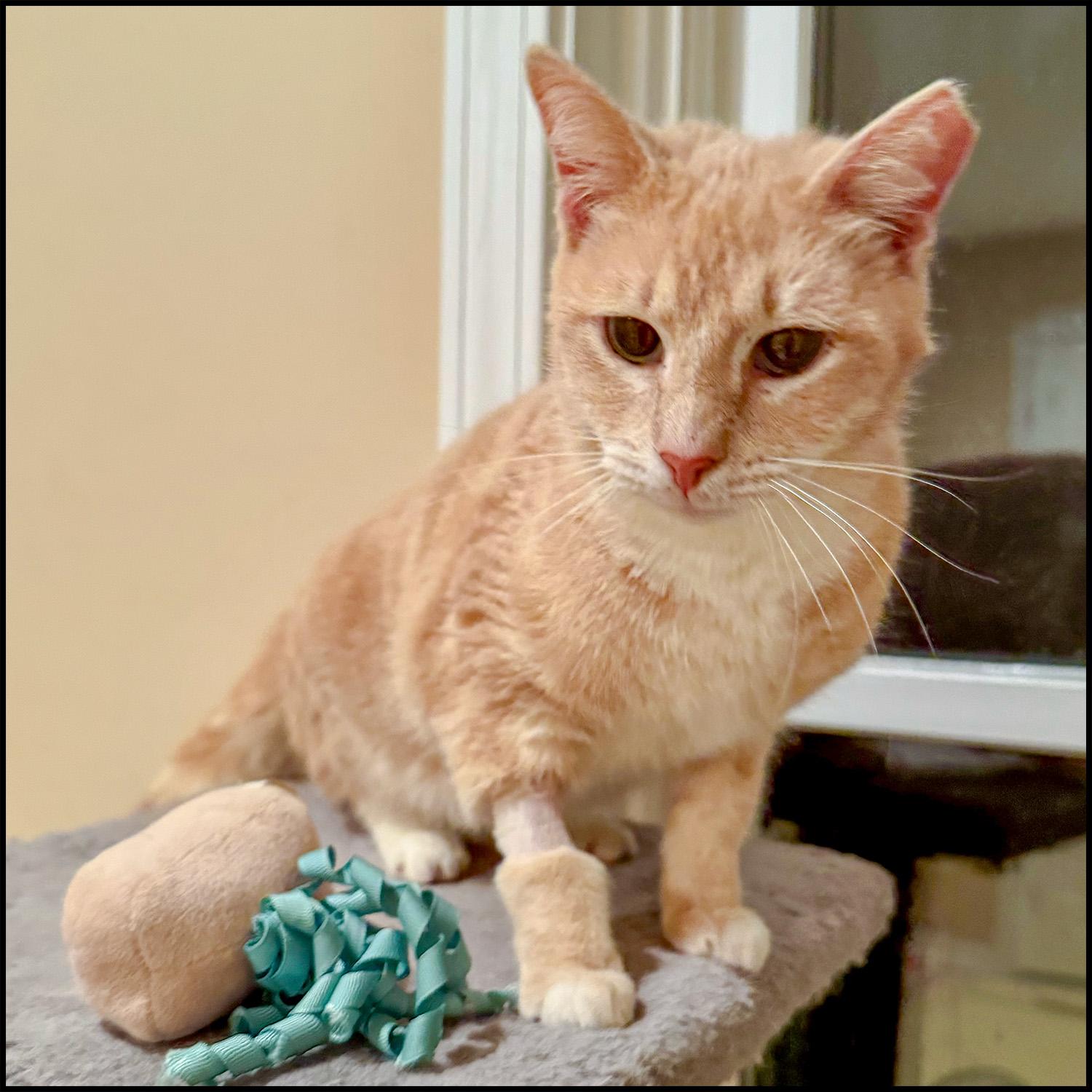 Pinky, a Adoptable mixed breed in Roswell, GA image 5/6